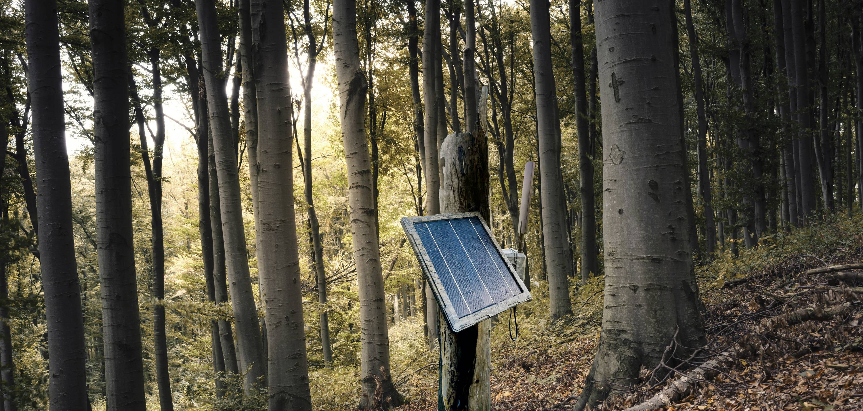 A solar panel is mounted on a tree in the forest, sunlight streaming through the tree canopy.