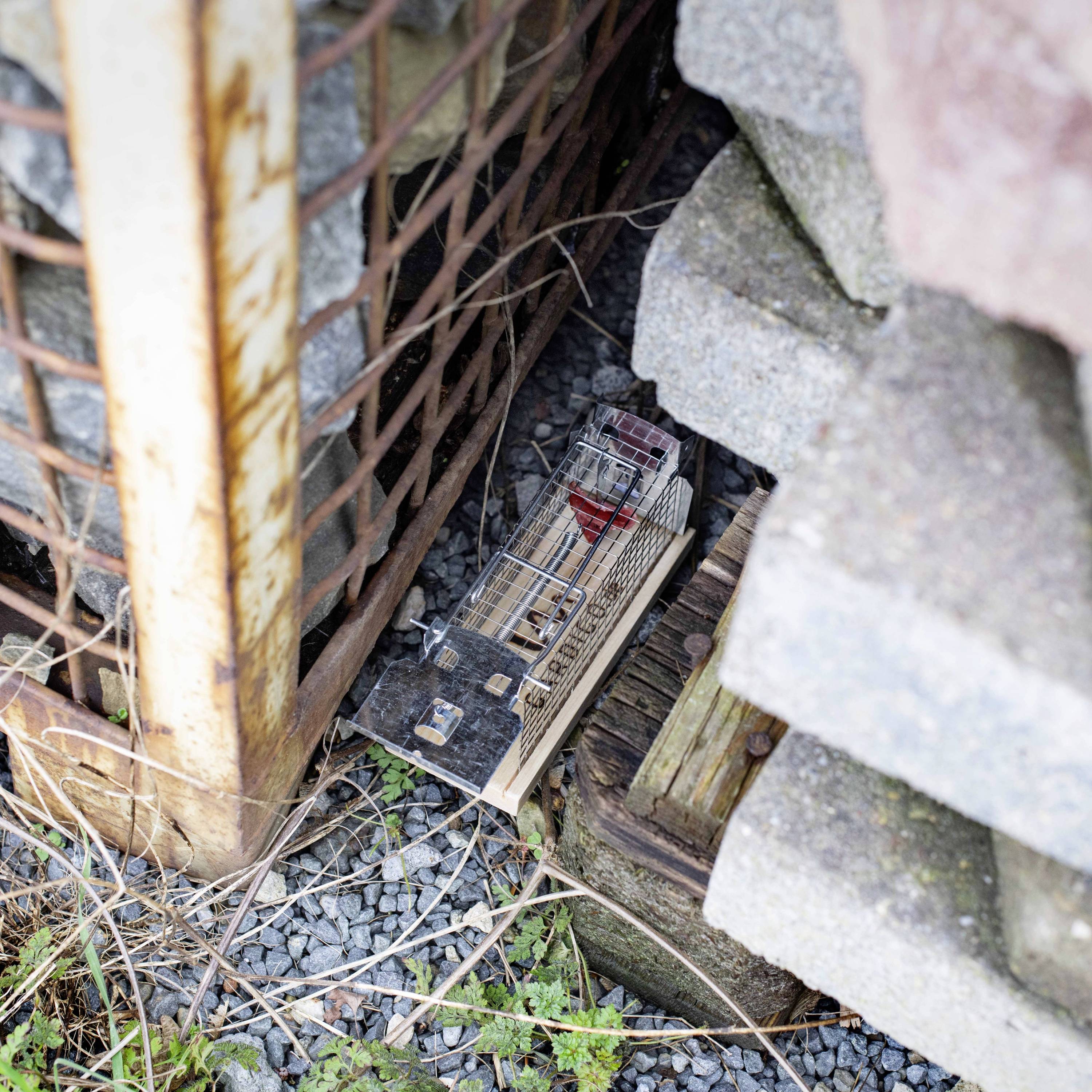A large mousetrap is positioned between stones and a wire cage, ready to catch rodents in the outdoor area.