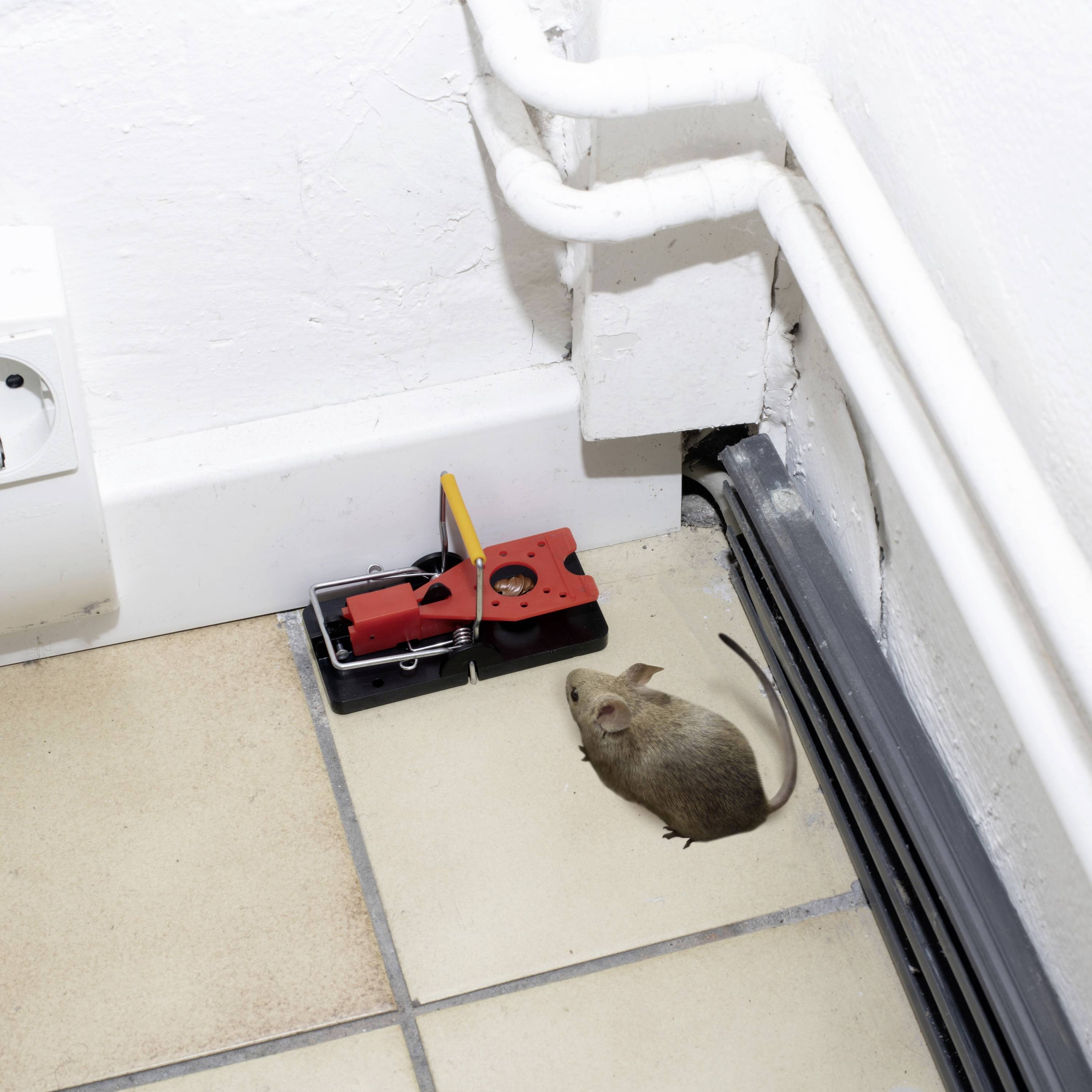 A mouse is sitting on tiles next to a mousetrap. The trap is unset and is located in the corner of a room next to some pipes.