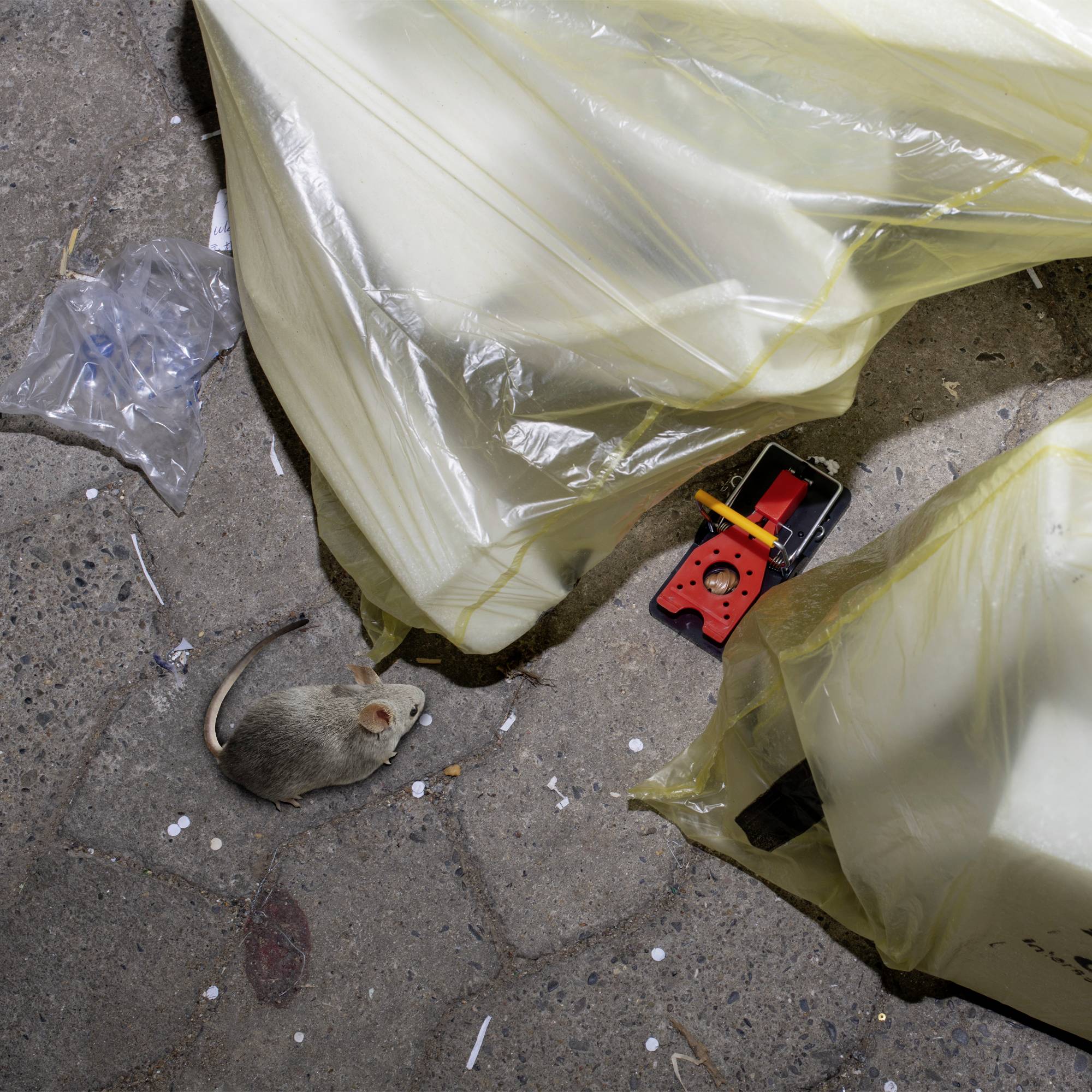 A mouse is standing on a pavement next to two large, yellow bin bags and a red toy car.
