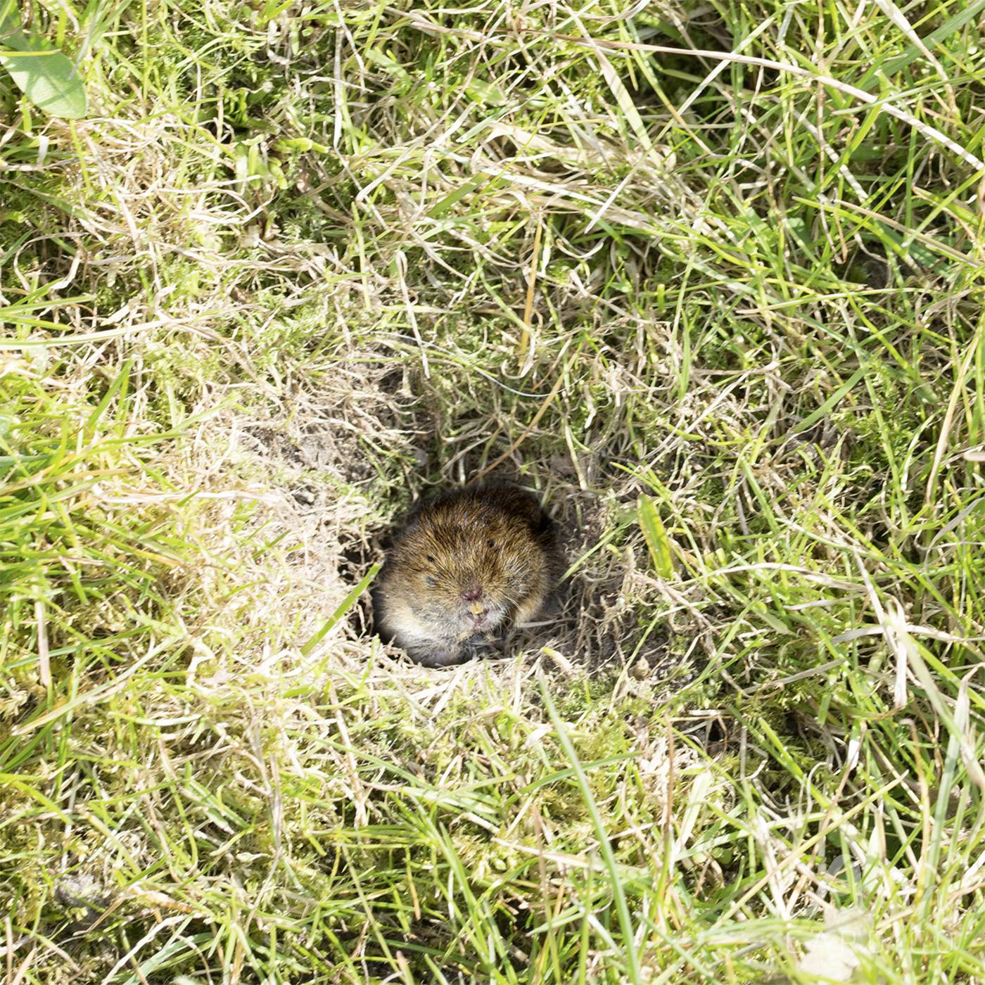 Gardigo Arvicolinae trap 1 pc(s)