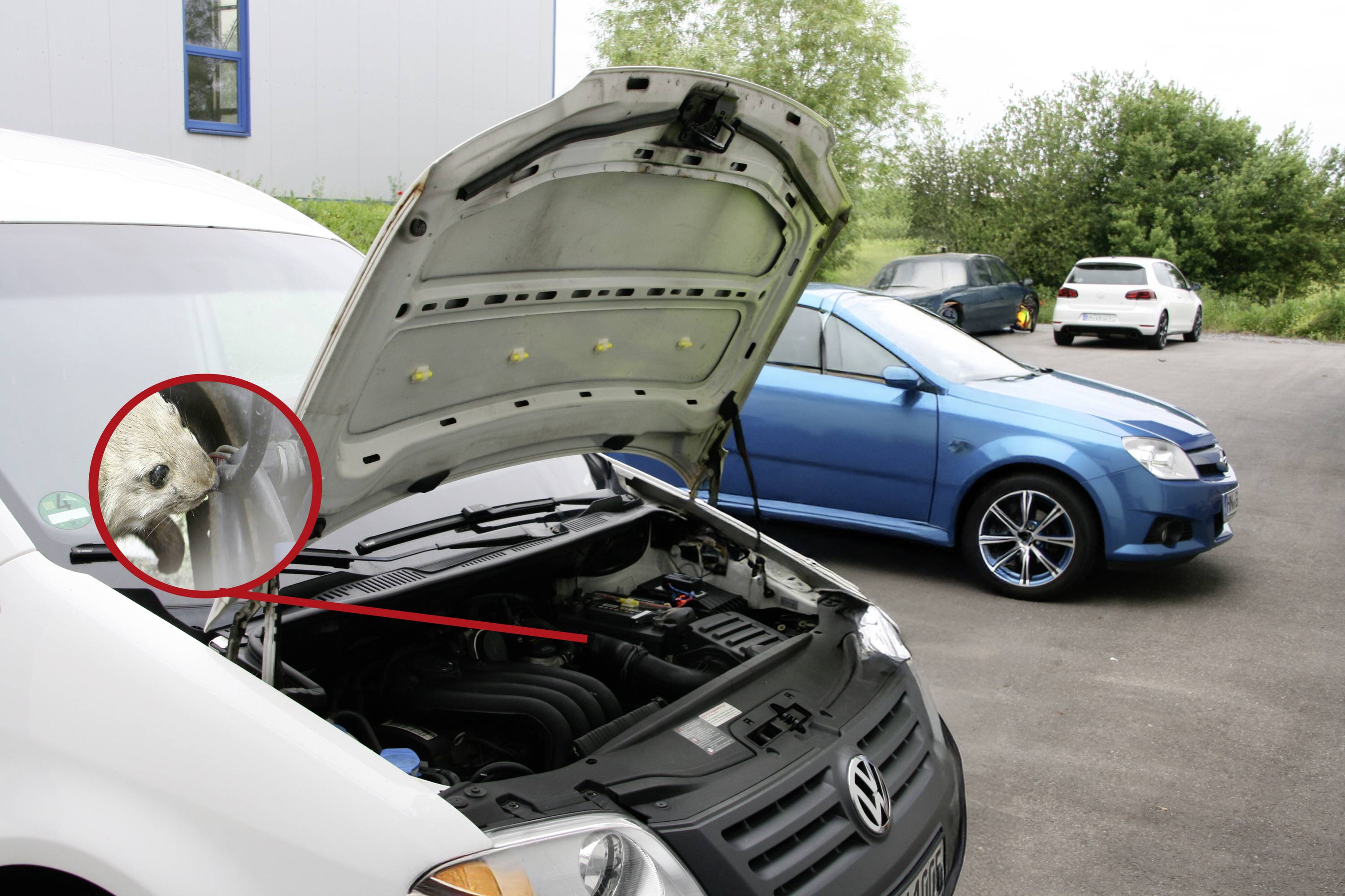 A cat stuck in a car engine compartment while the hood is open, with a blue and white car parked nearby on a paved area.