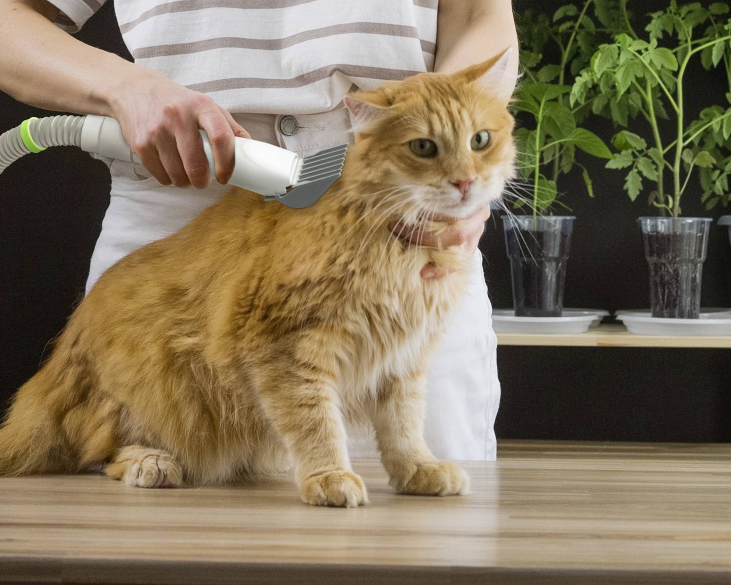 Lifenaxx LX-052 Pet care set White, Green 1 pc(s)