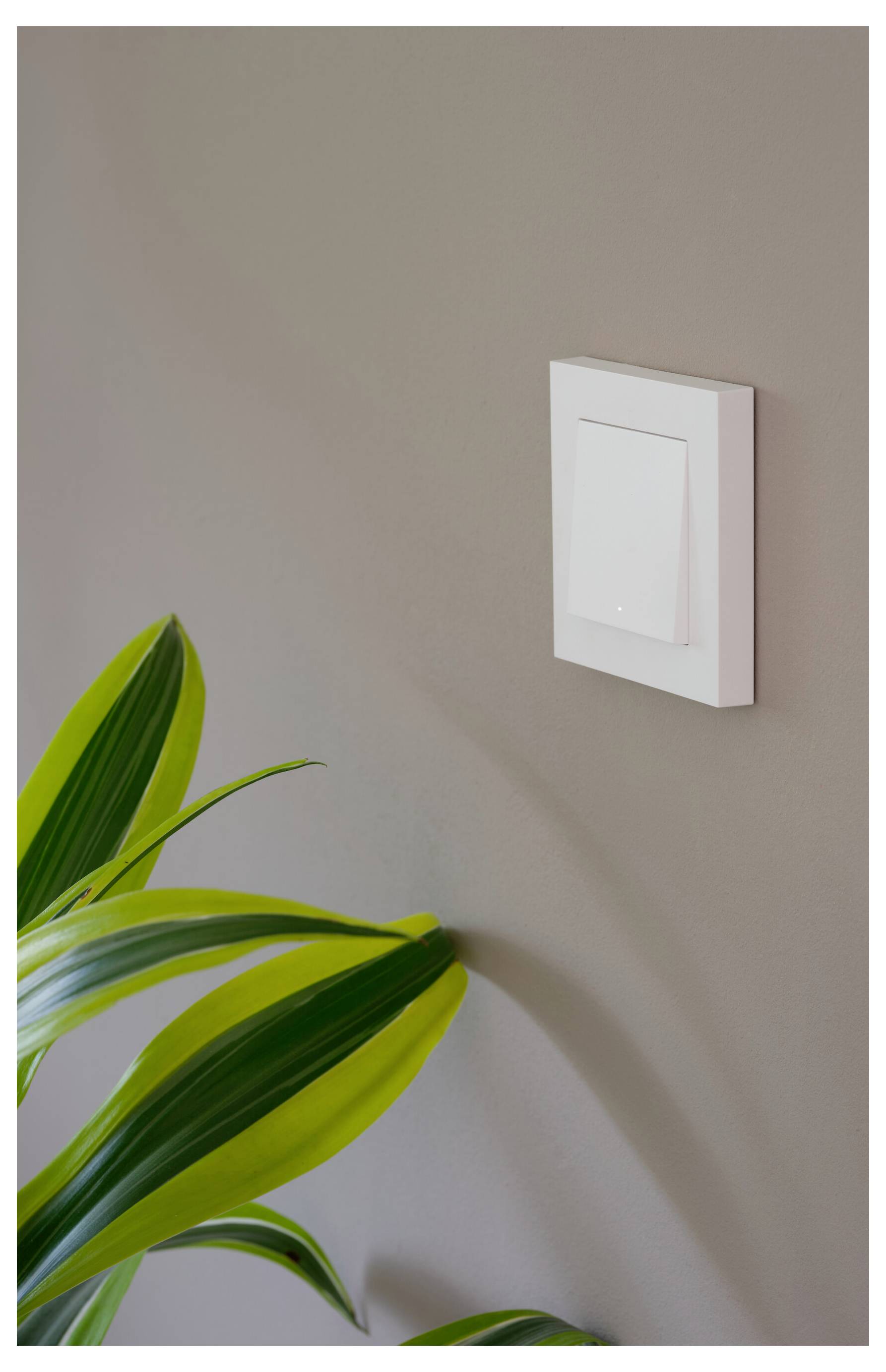 A white light switch on a plain wall with a green plant in the foreground, highlighting modern interior decor.