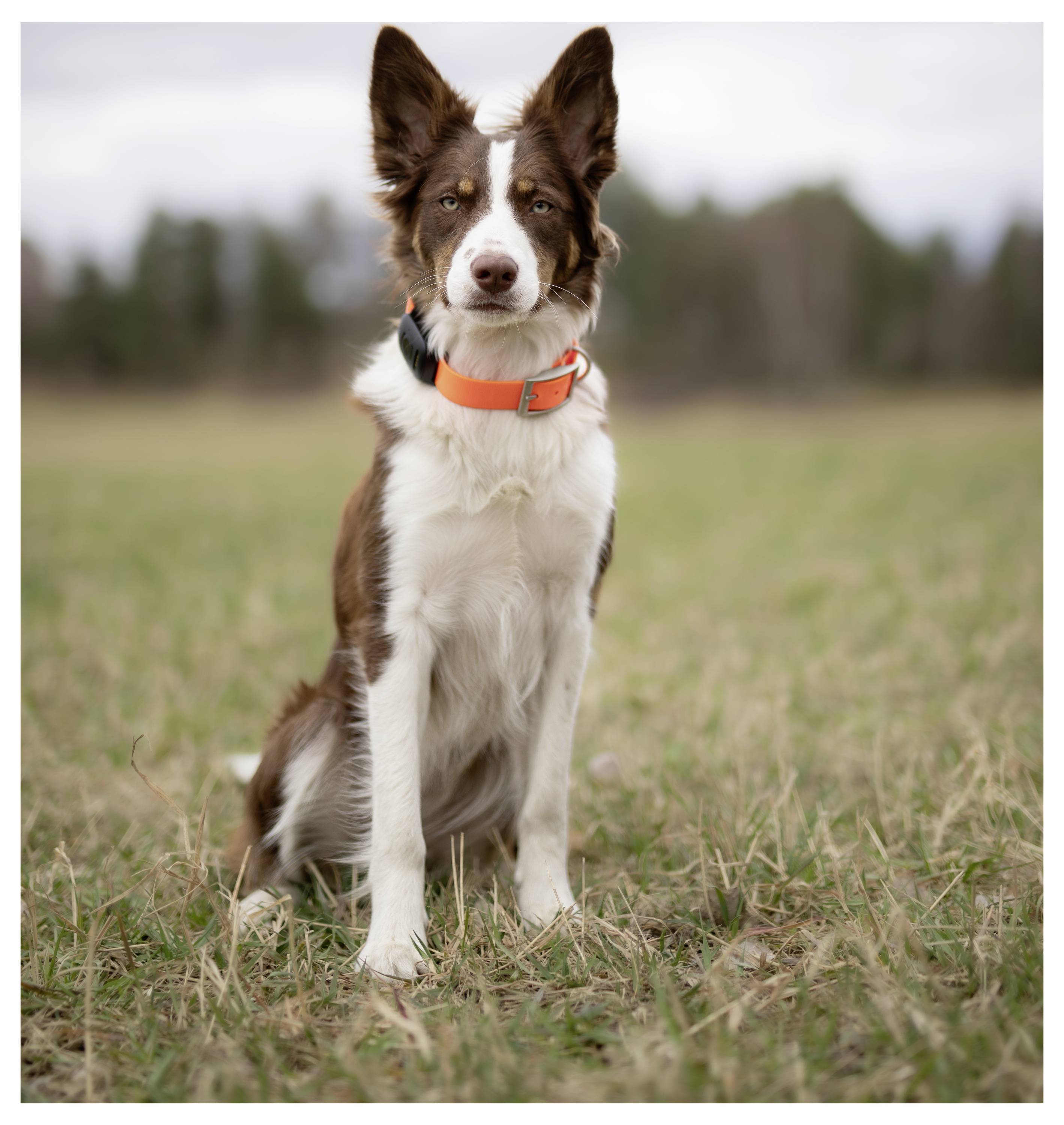 A brown and white dog with an orange collar sits attentively in a grassy field, trees blurred in the background.