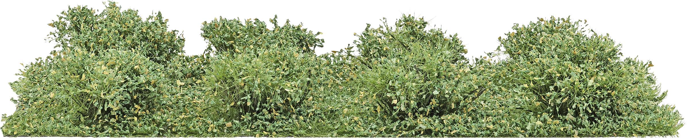 A row of dense green shrub or hedge plants with small yellow-orange blossoms, shown as a continuous landscaping border.