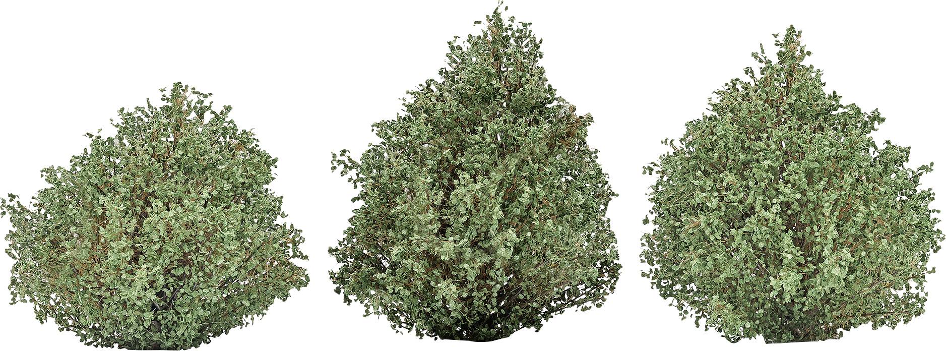 Three top-down views of dense green shrub or tree canopies with reddish highlights, shown side by side on a white background.