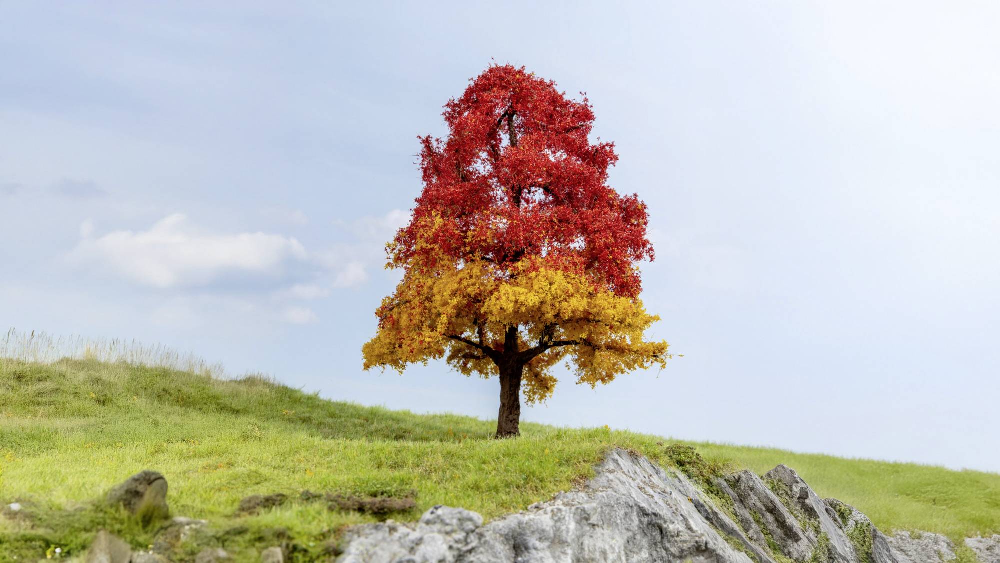 Single tree on a grassy hill, its leaves bright red and orange, with rocks in the foreground under a blue sky.