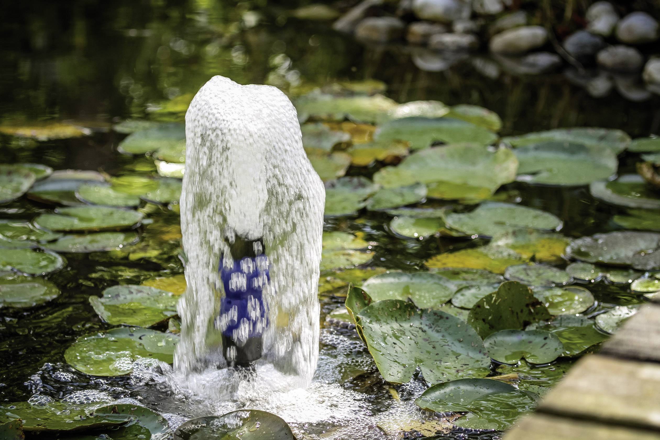 A fountain with bubbling water in a pond with green lily pads; a lively, natural atmosphere.