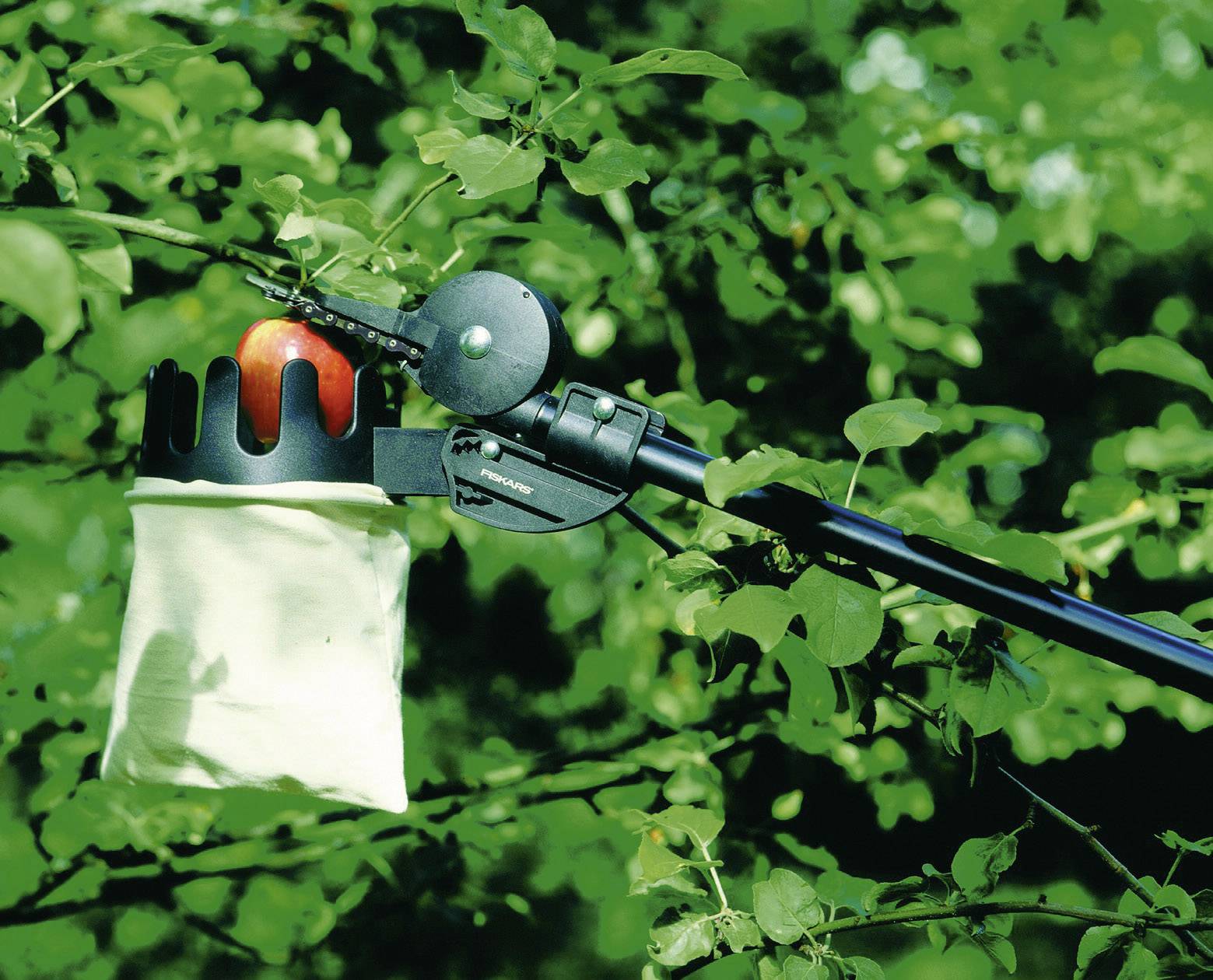 An apple picker with an extending pole picks an apple from a tree in the countryside.