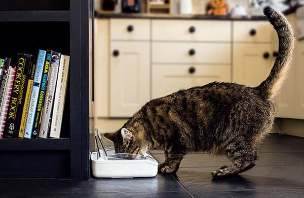 A tabby cat is drinking water from a bowl in a modern kitchen. Bookshelves and kitchen cupboards can be seen in the background.