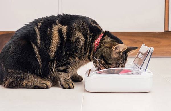 A cat with a red collar is eating from a lidded food bowl in a kitchen.