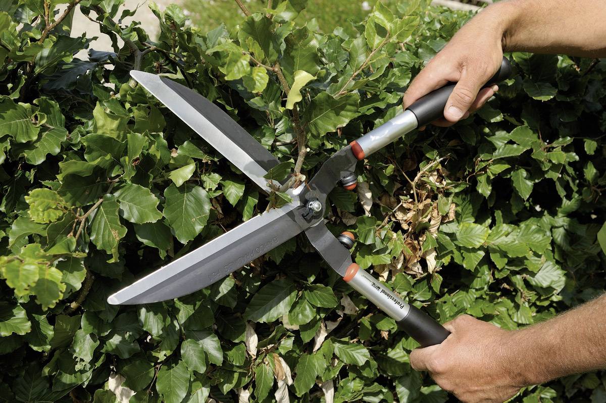Two hands are trimming a green bush with hedge shears.
