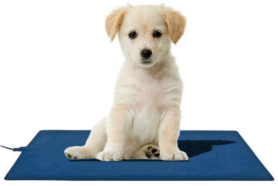 A small, white puppy sits on a blue mat and looks directly forwards. The background is completely white.