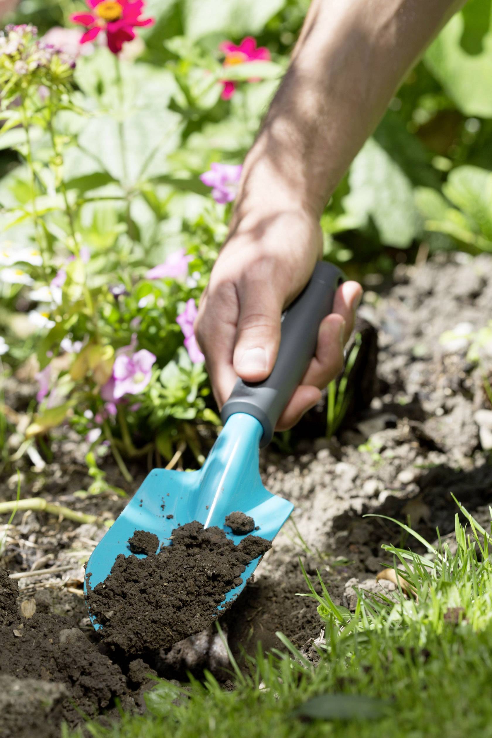 A hand holds a spade and digs earth in a garden bed next to flowering flowers.