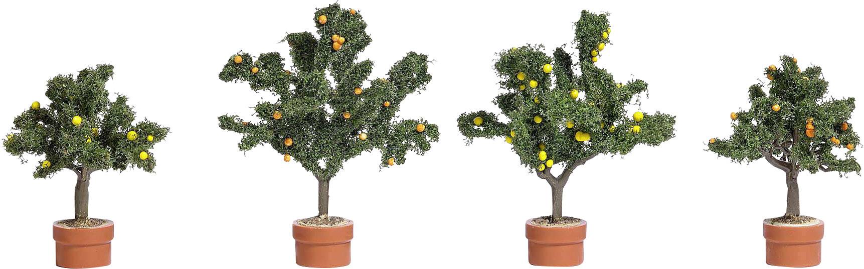 Busch 6619 Tree set Lemon trees 45 up to 58 mm Medium green 1 pc(s)