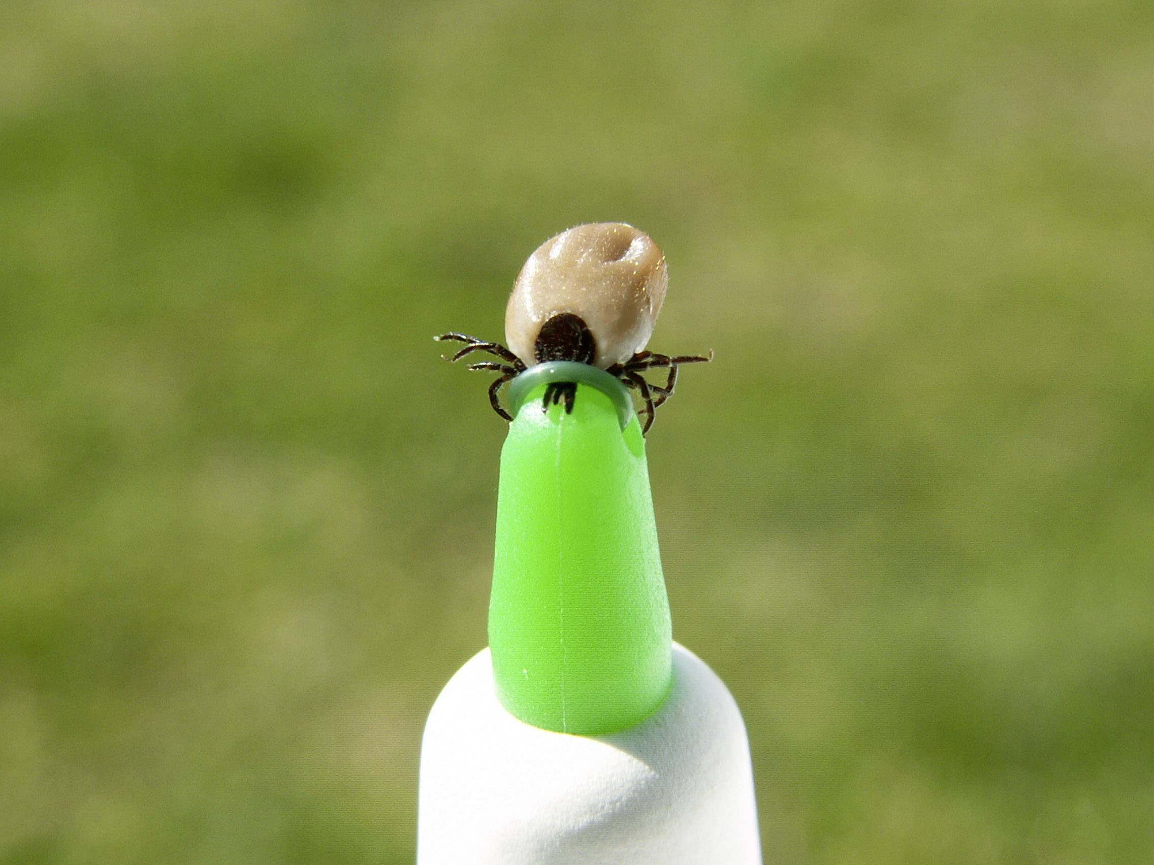 3iX tick sling Tick lasso remover White 1 pc(s)