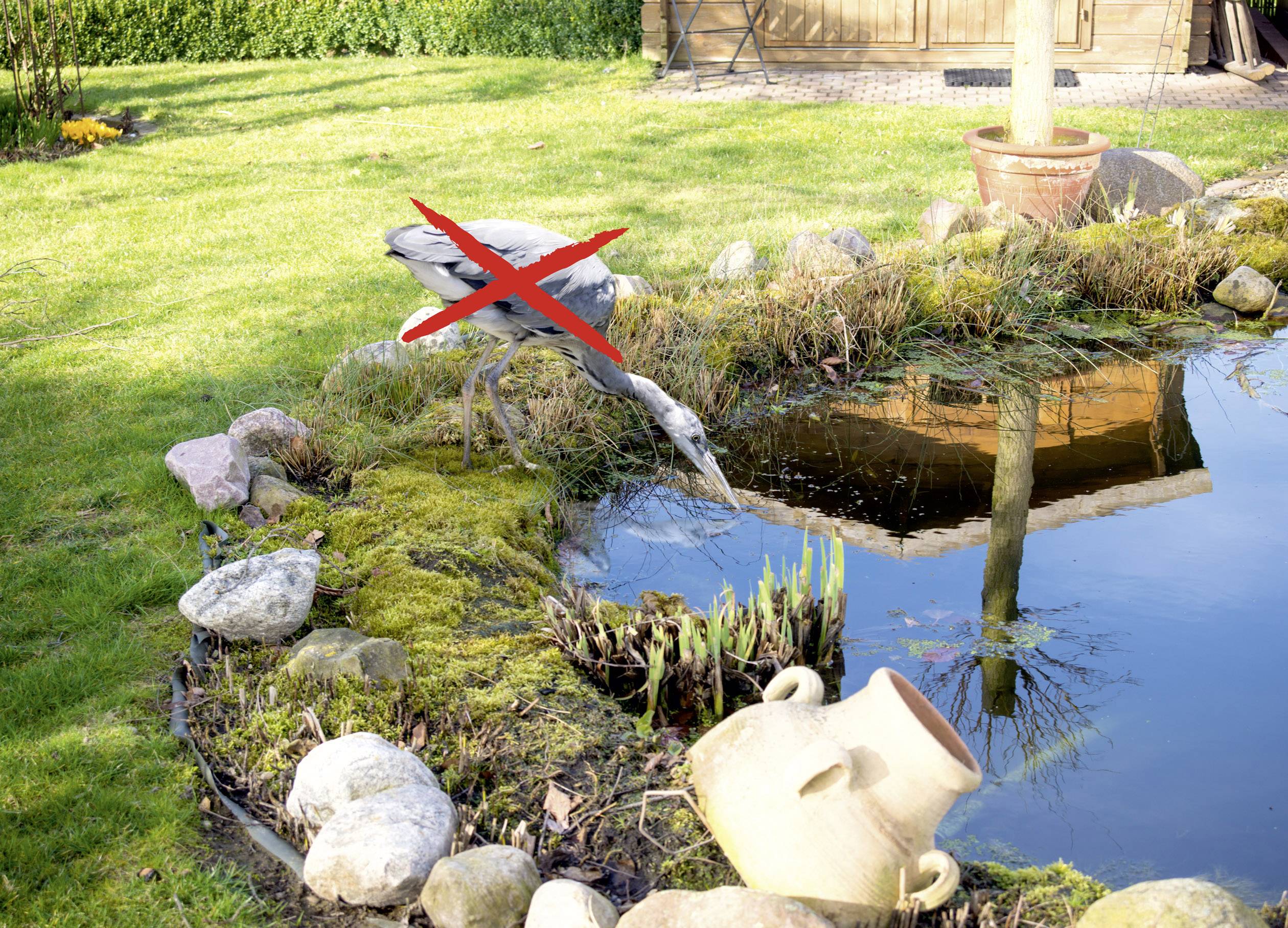 A heron is drinking from a garden pond, which is marked to illustrate deterring the bird. Grass and plants are visible in the background.