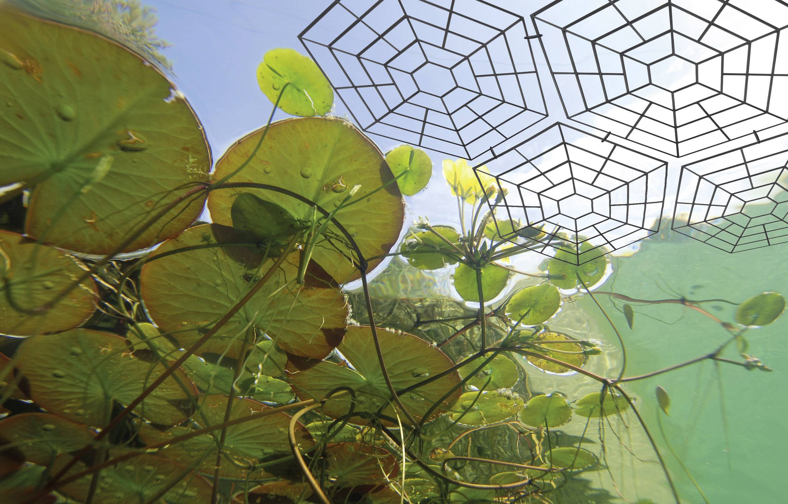 A view underwater of water lily leaves and decorative, lattice-like structures above them in clear weather.