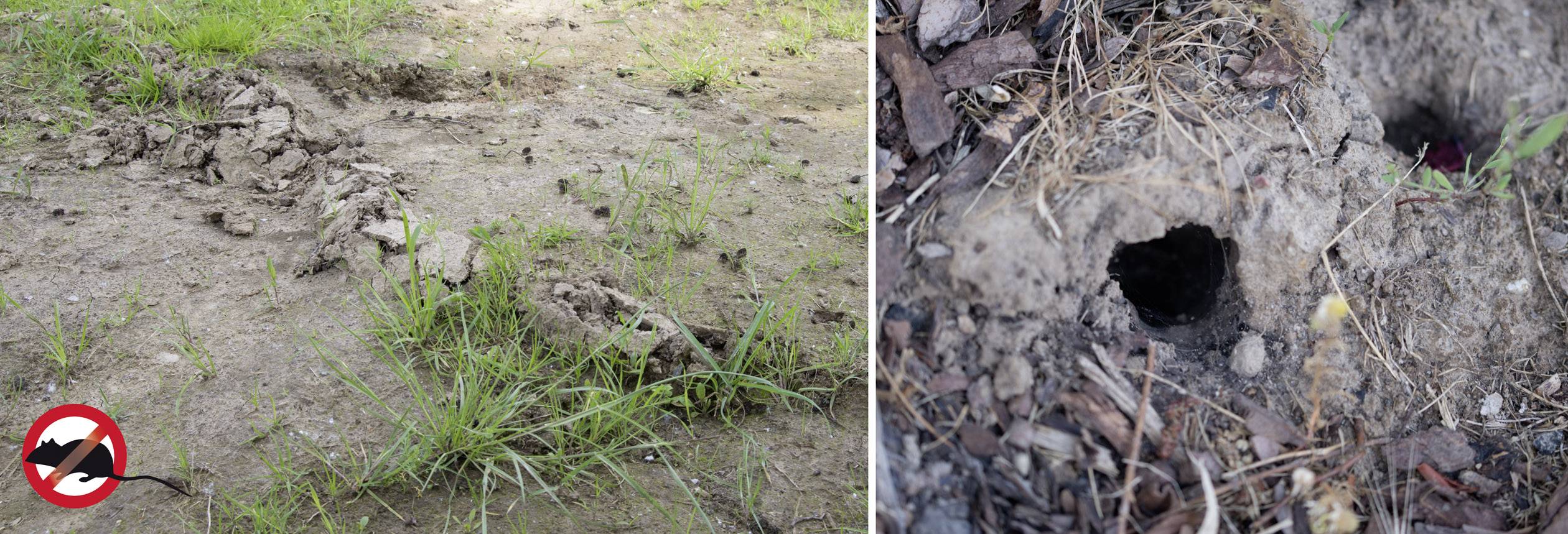 Gardigo Basic Arvicolinae repeller Working principle Multi-frequency Operating range 700 m² 1 pc(s)