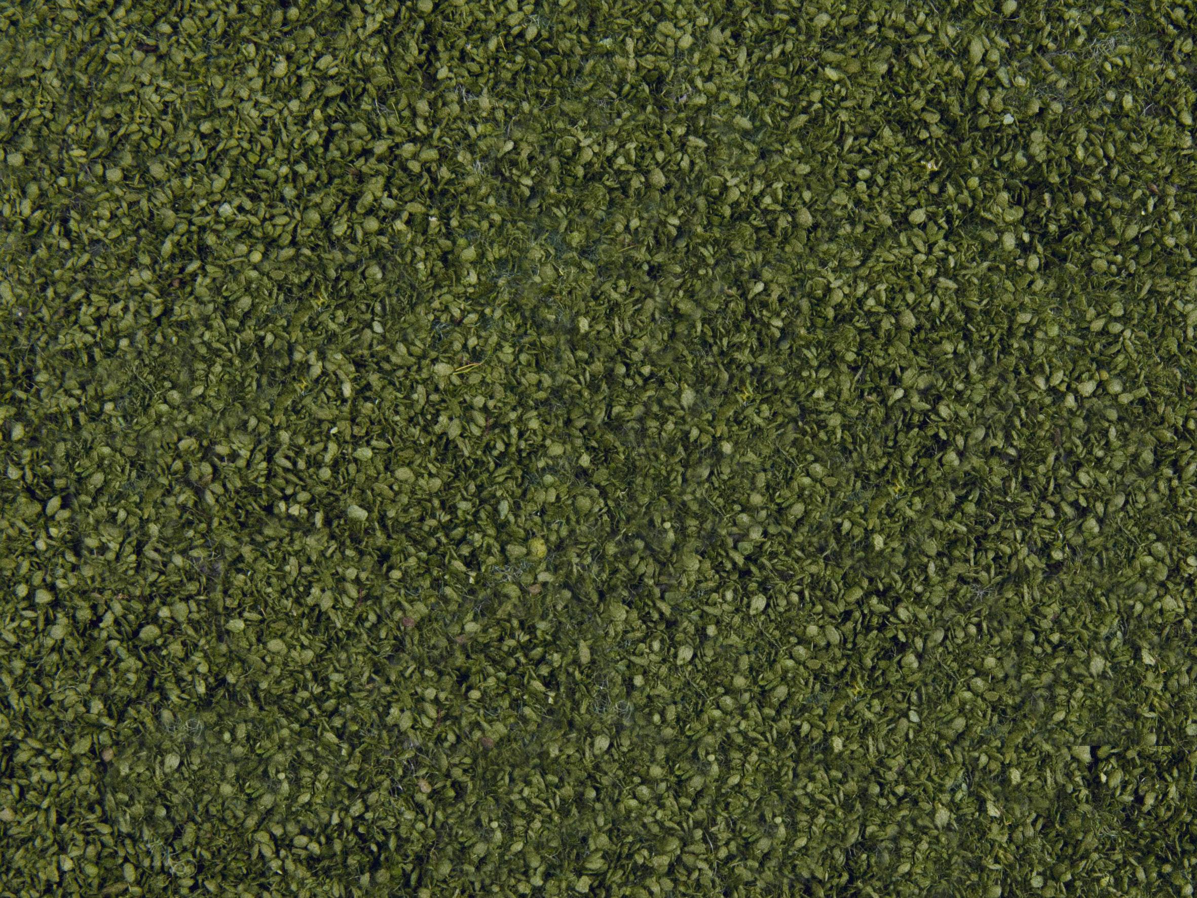 Dense, green leafy carpet.