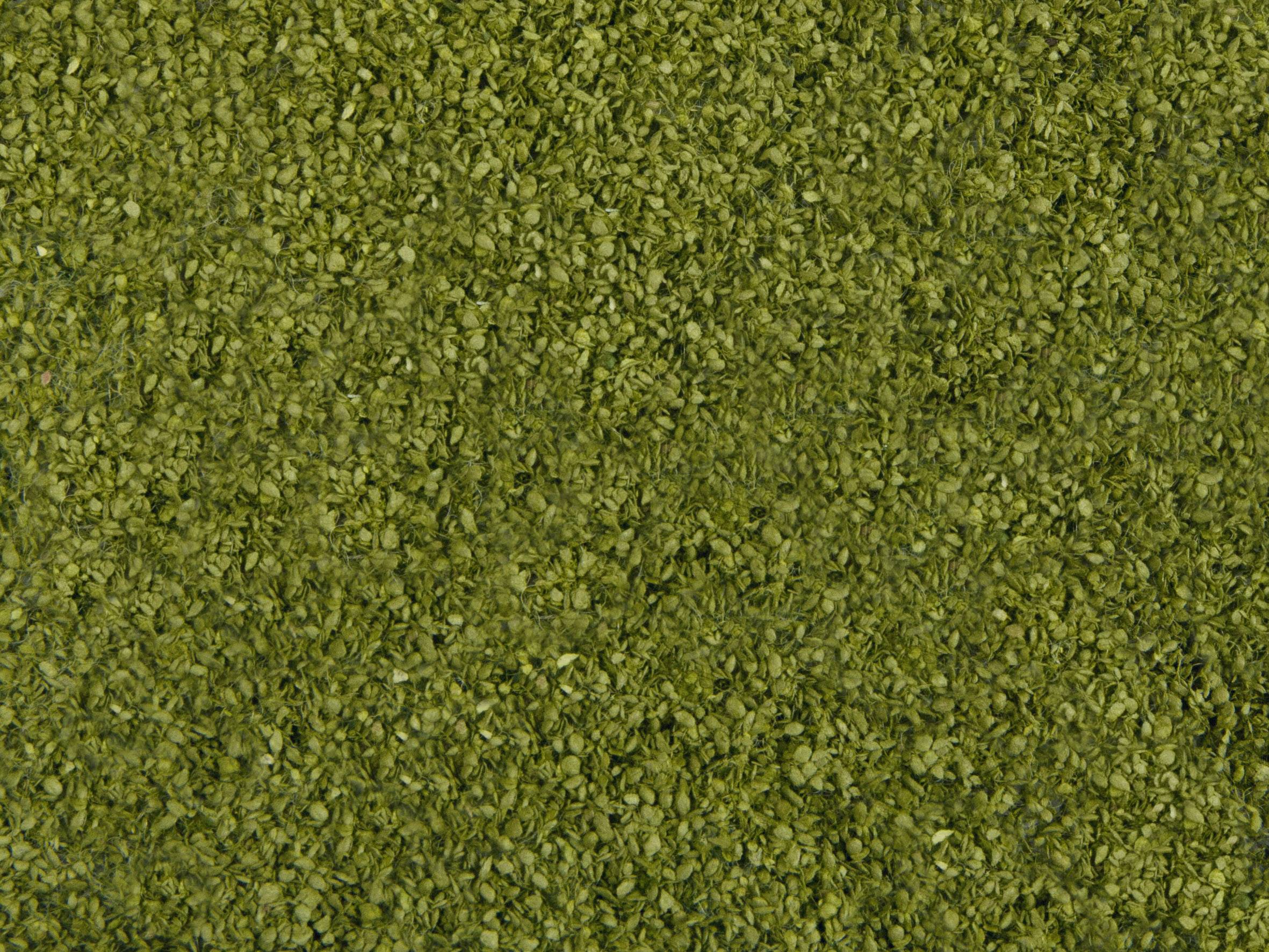 Dense, green hedge with small leaves filling the entire image frame.