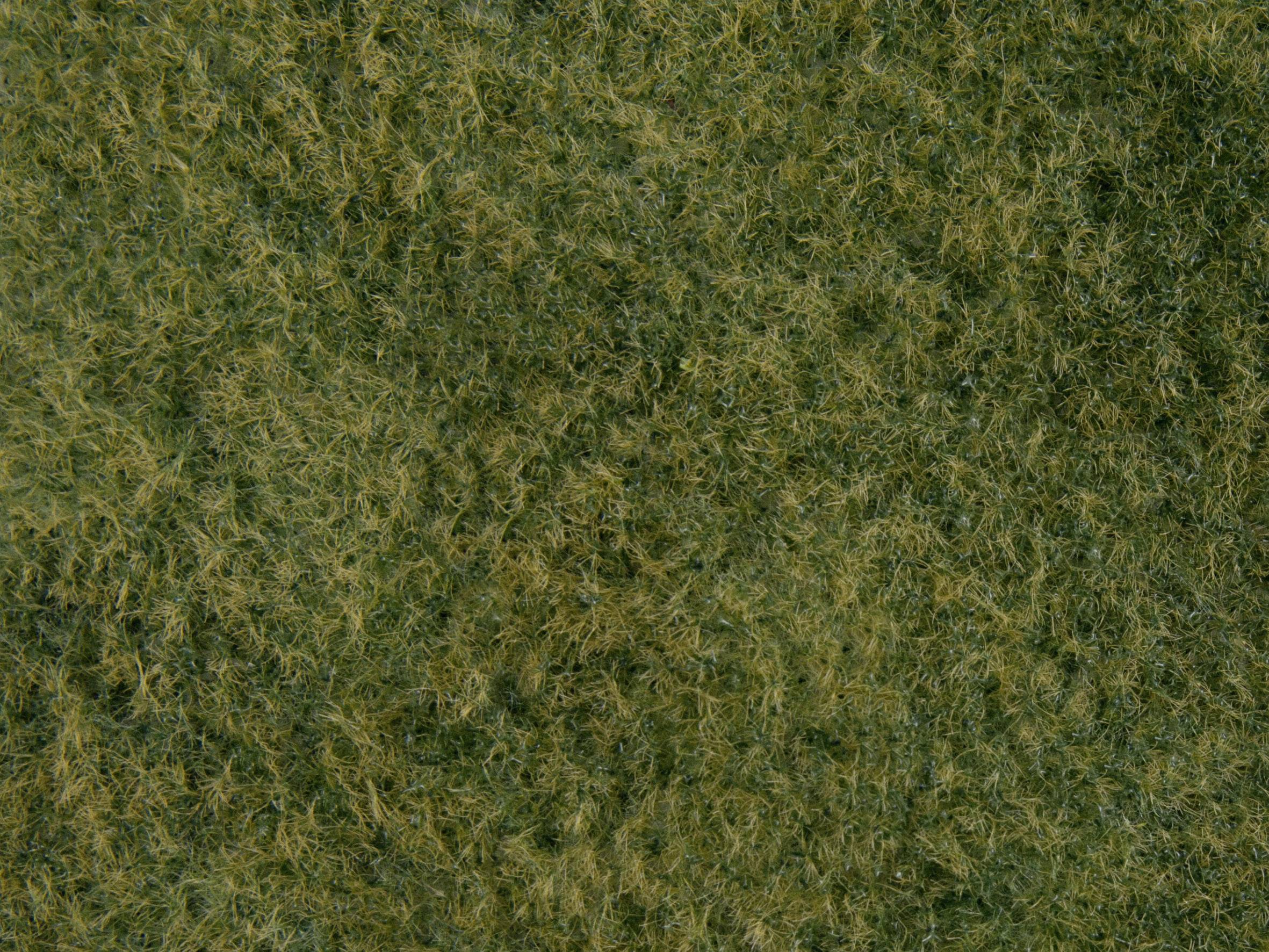 A close-up of a green, fluffy texture, similar to a moss or grass surface.