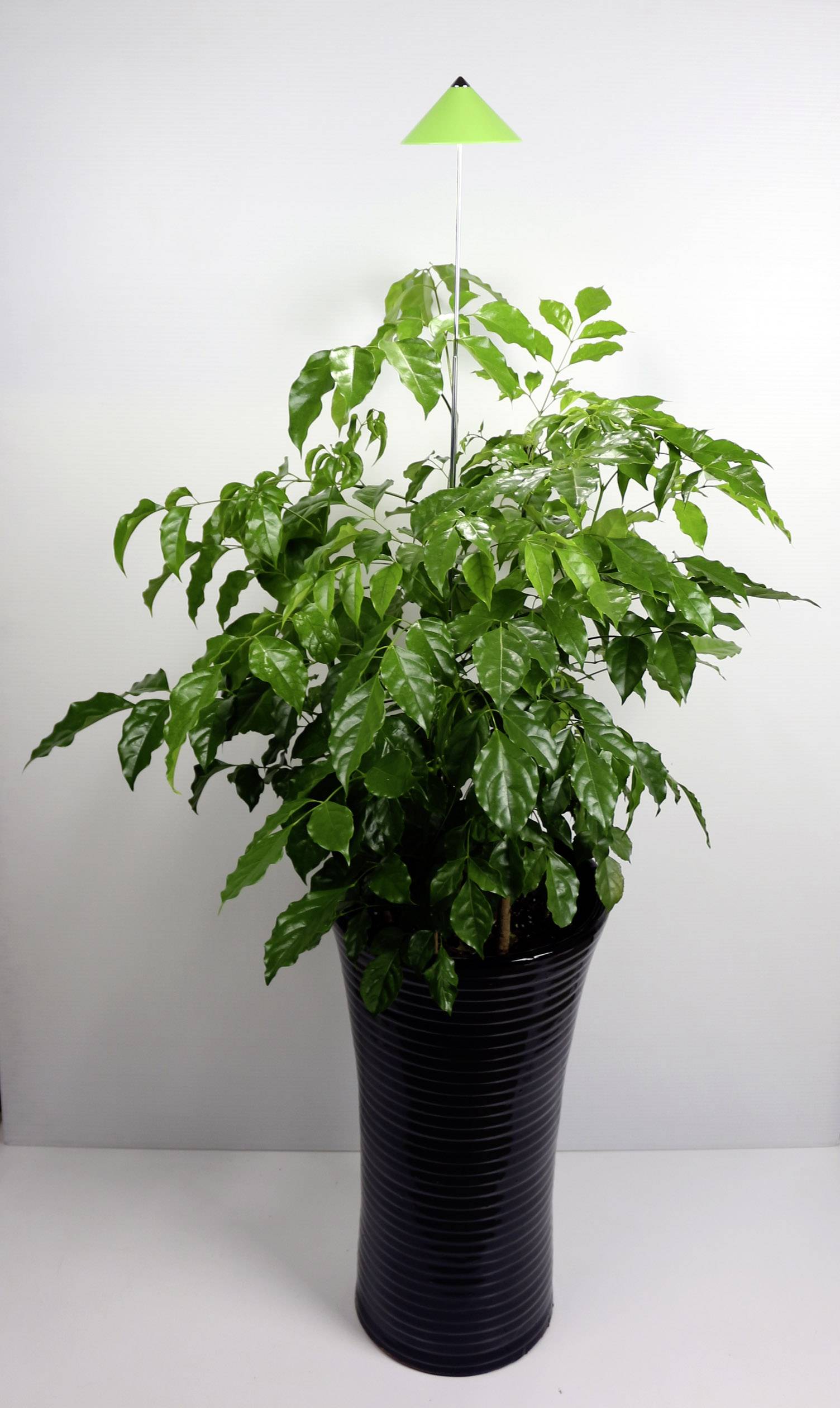 Venso LED grow light SUNLiTE Built-in LED 7 W Neutral white 1 pc(s)