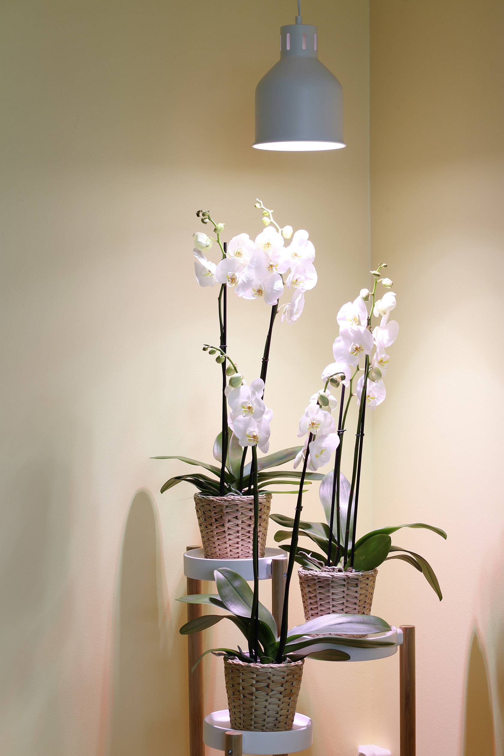 Venso Lamp shade Saga 22 cm 230 V E-27 18 W 1 pc(s)