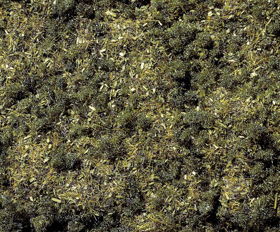 Close-up of fresh, green thyme with small, dense leaves. Commonly used as a herb in Mediterranean cuisine.
