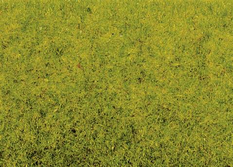 Green meadow, covered with yellow wildflowers.