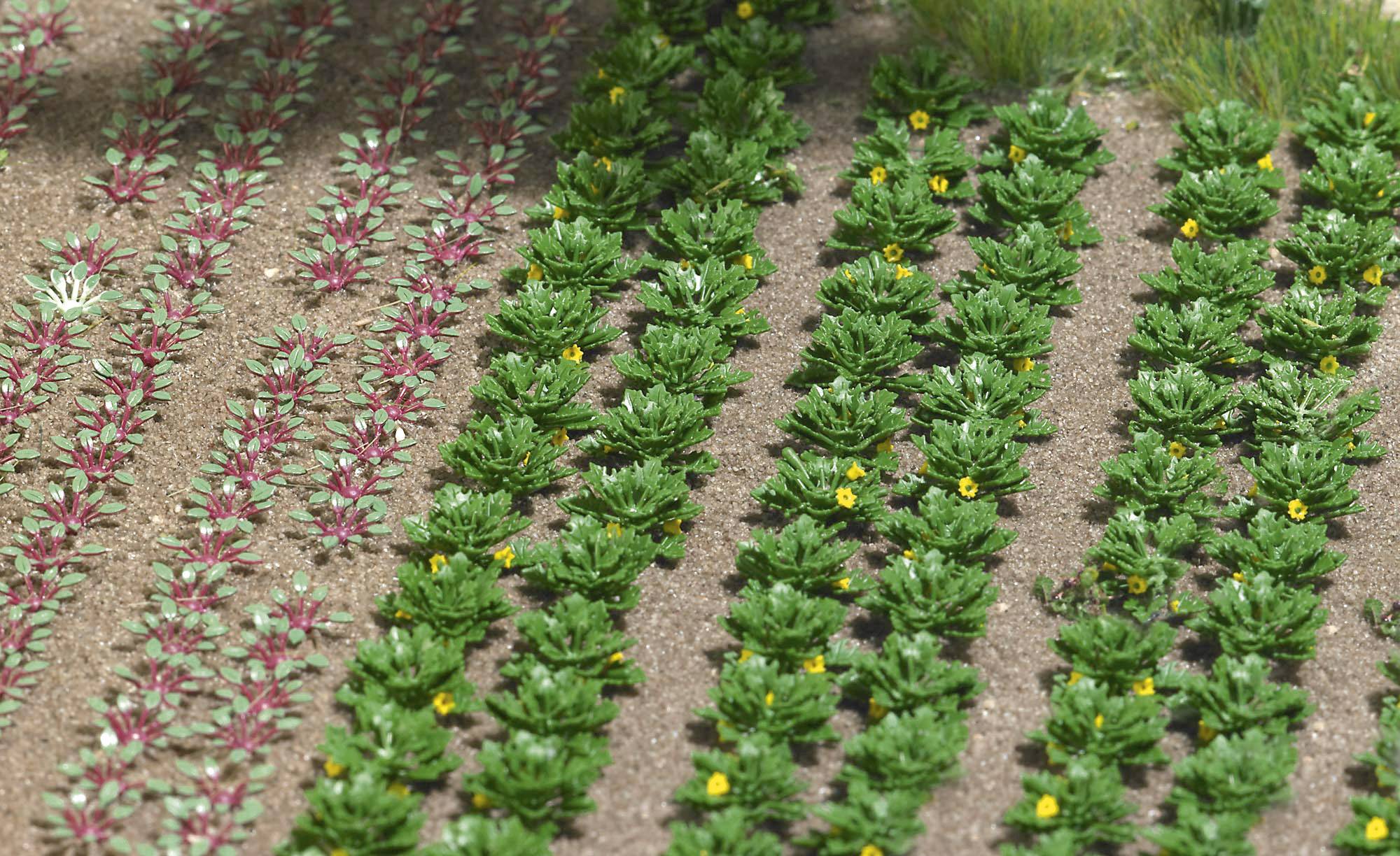 Rows of fields with different plants: on the left, red and green leaves, on the right, green plants with yellow flowers, planted in soil.