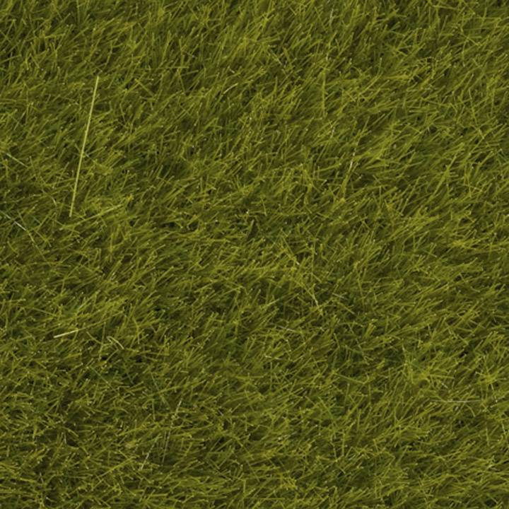 A densely covered lawn with green grass, photographed in uniform daylight, without any discernible objects or structures.