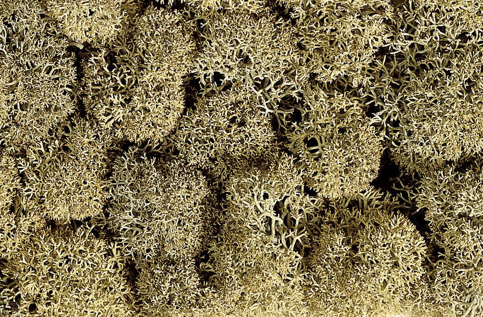 A close-up of dried moss, presenting itself in various shades of brown and forming a textured surface.