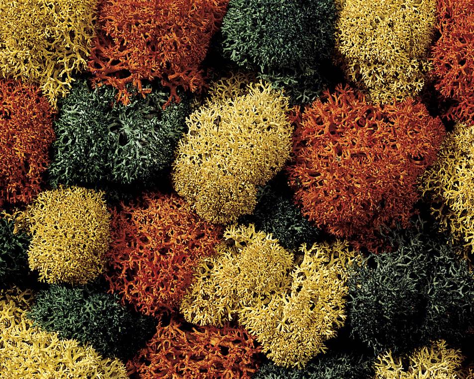 Colour photo of vibrant, dried moss in yellow, red, and green hues, densely arranged. Natural texture and colour combinations.