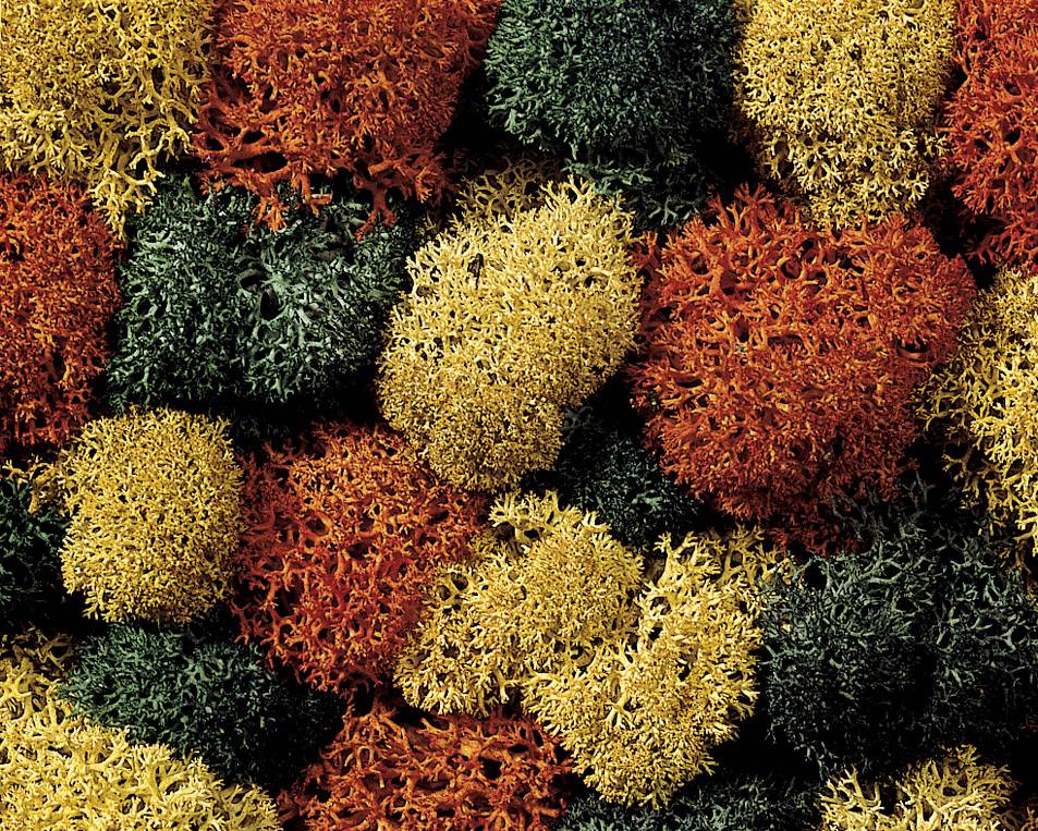Colourful mosses in red, yellow and green form a dense, vibrant pattern.