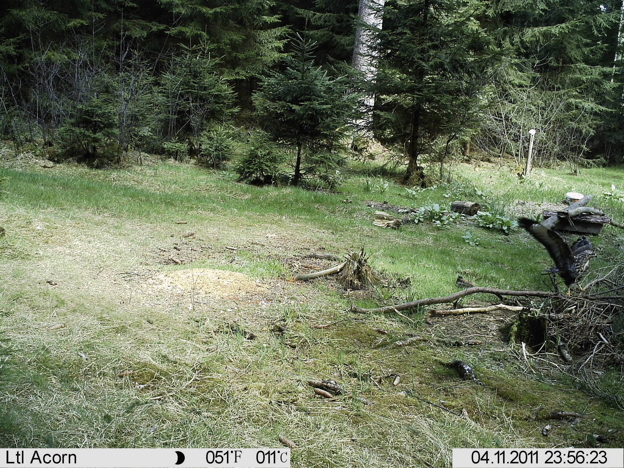 Berger & Schröter FullHD Wildlife camera 16 MP Black LEDs Brown