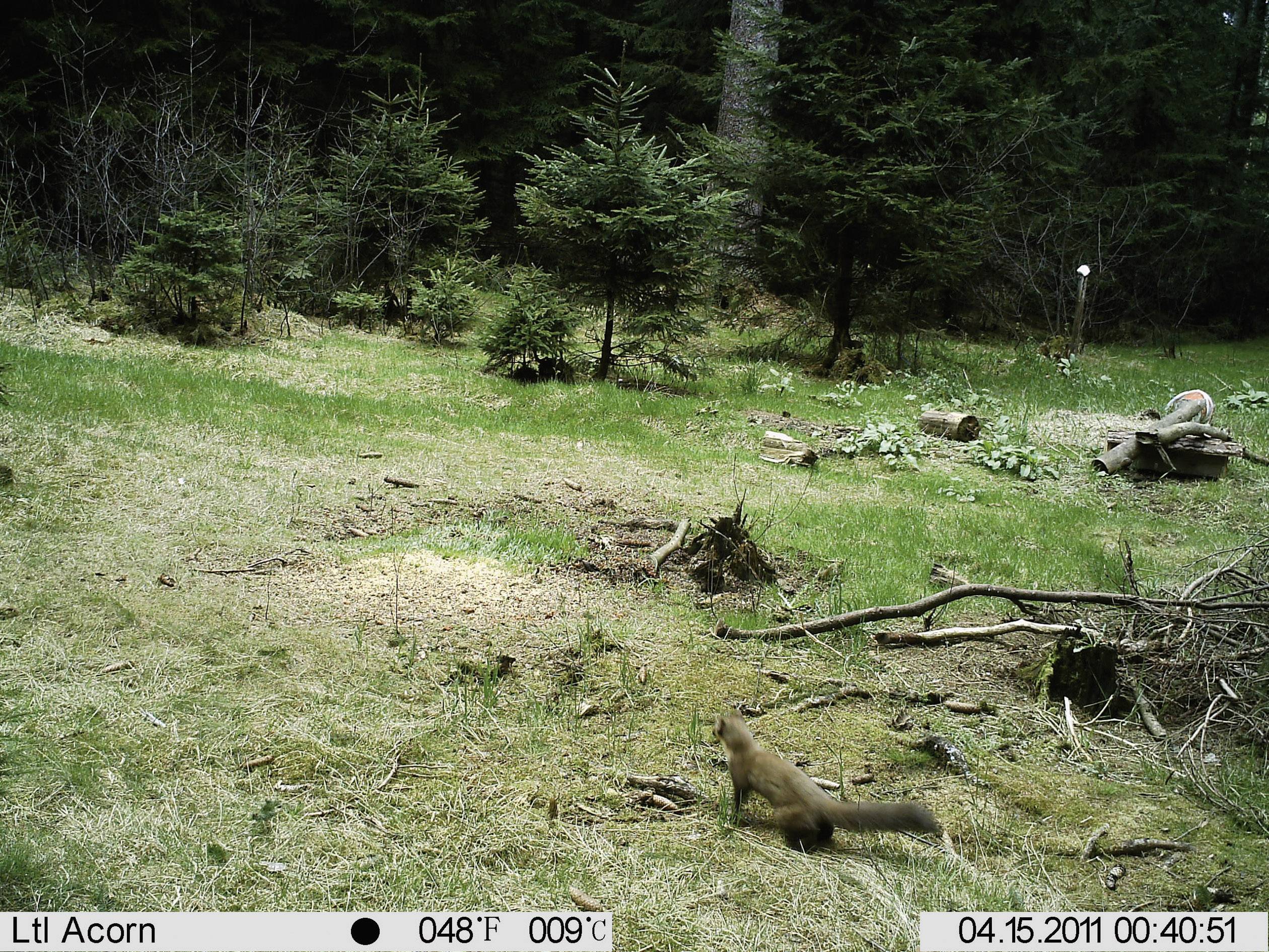 Berger & Schröter FullHD Wildlife camera 16 MP Black LEDs Brown