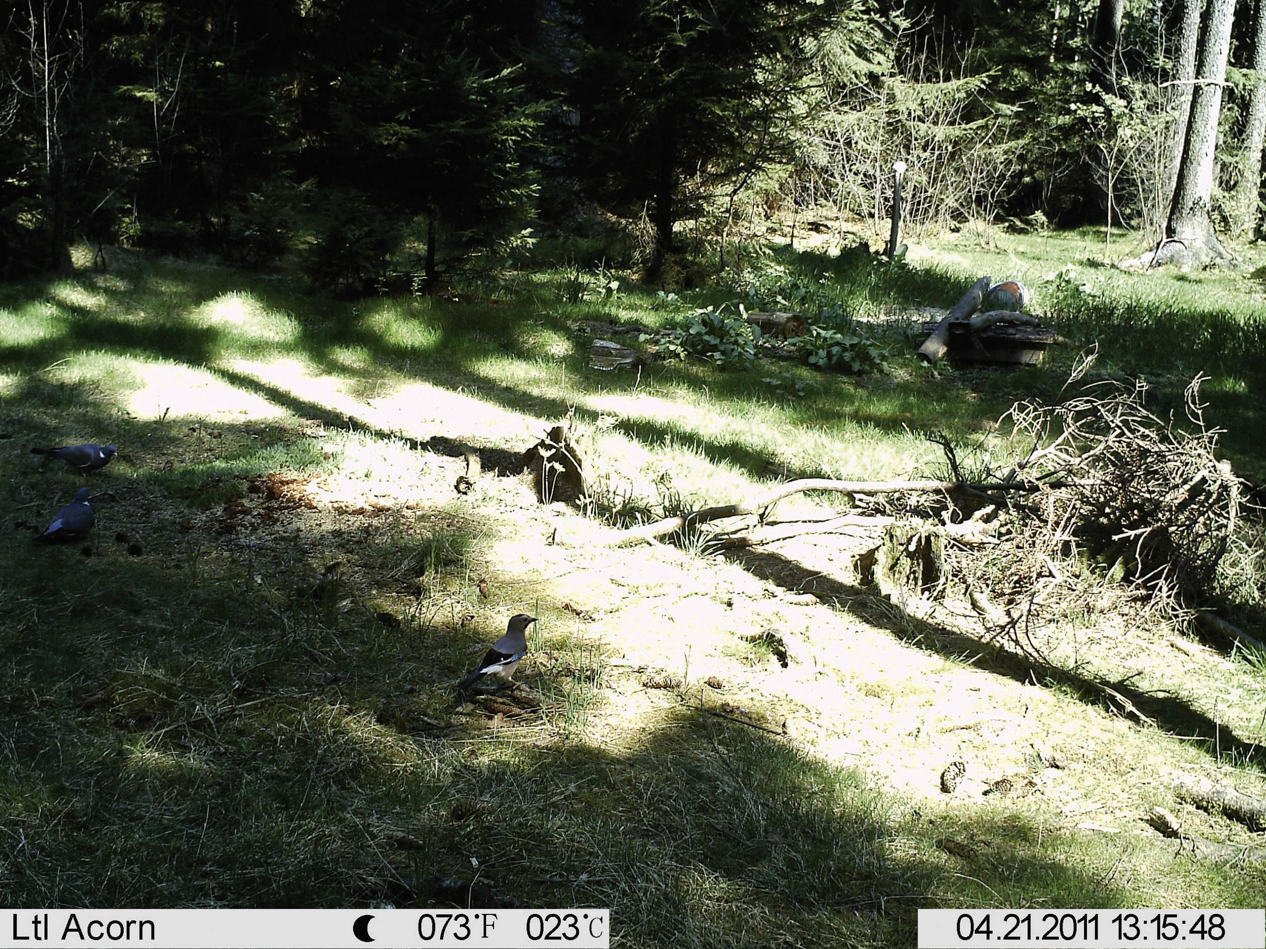 Berger & Schröter FullHD Wildlife camera 16 MP Black LEDs Brown