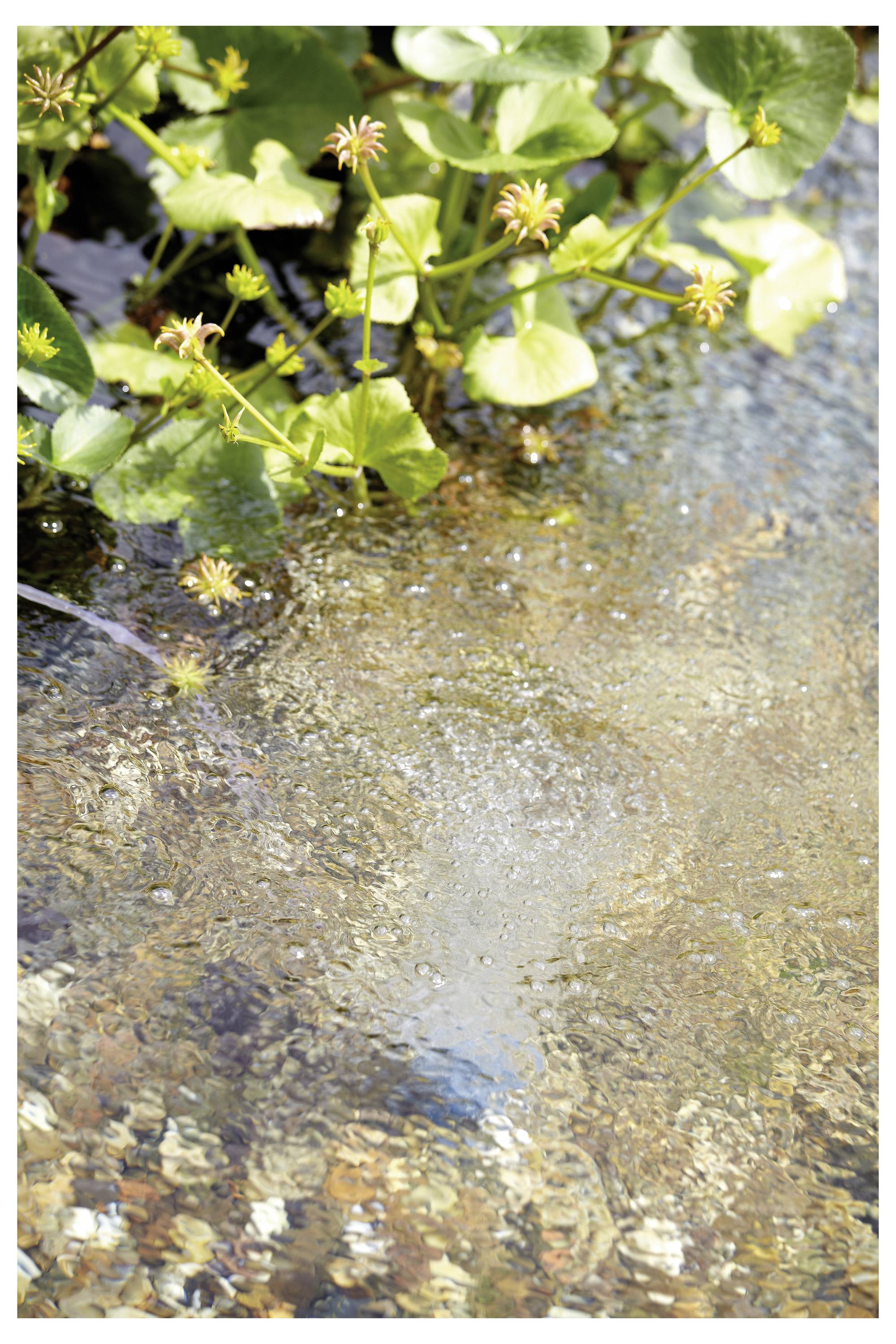 De jeunes plants verts aux petits bourgeons et feuilles poussent le long des bords d'un étang scintillant, reflétant la lumière et les environs alentour.