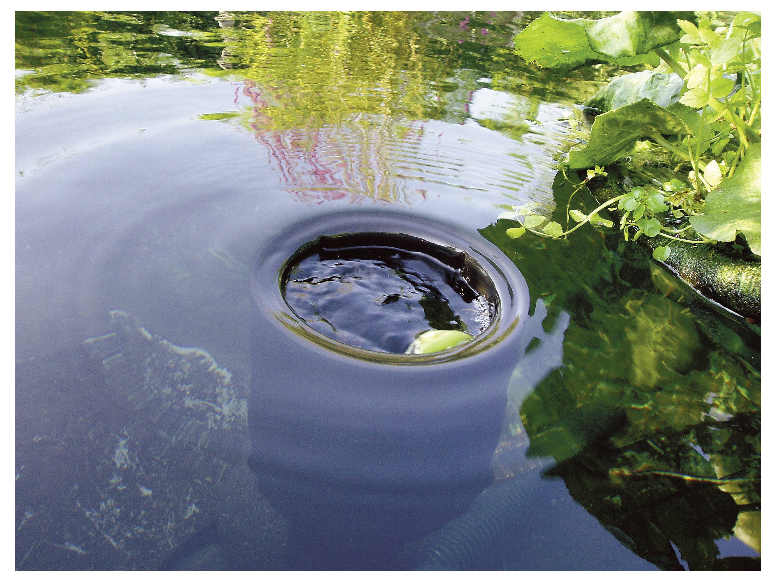 Un écumeur flottant dans l'eau, entouré de feuilles vertes, reflétant le ciel et les plantes environnantes.