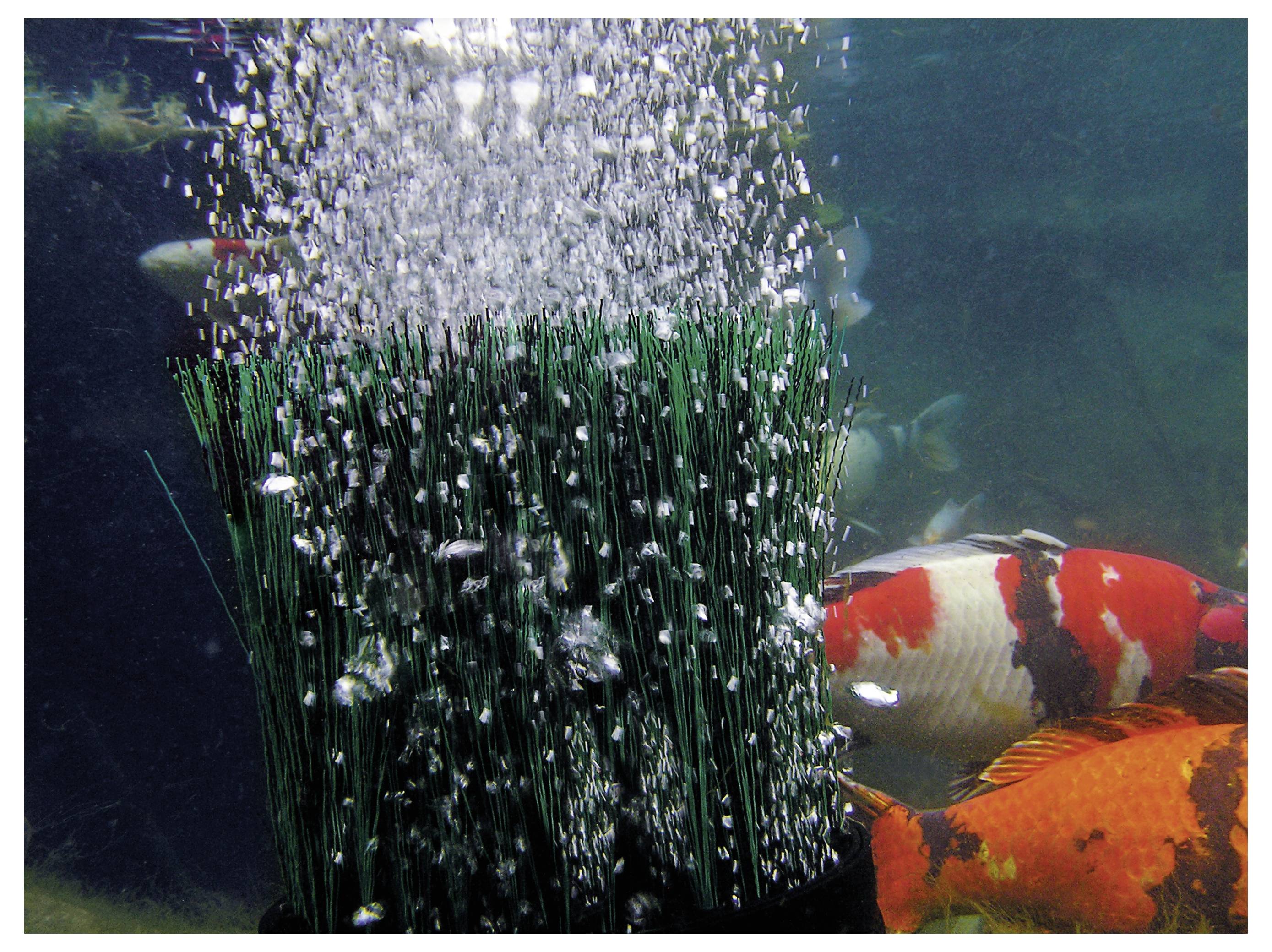Des poissons koï colorés nagent autour d'un bulleur d'aquarium, qui libère des jets de bulles vers le haut, créant un mouvement dynamique dans l'eau.