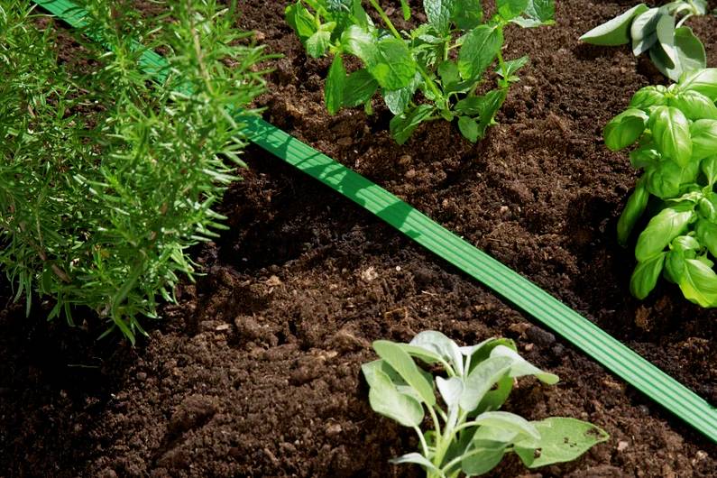 Jardin d'herbes aromatiques avec un tuyau d'arrosage vert sur un sol brun, présentant des plants de romarin, de basilic et de sauge.