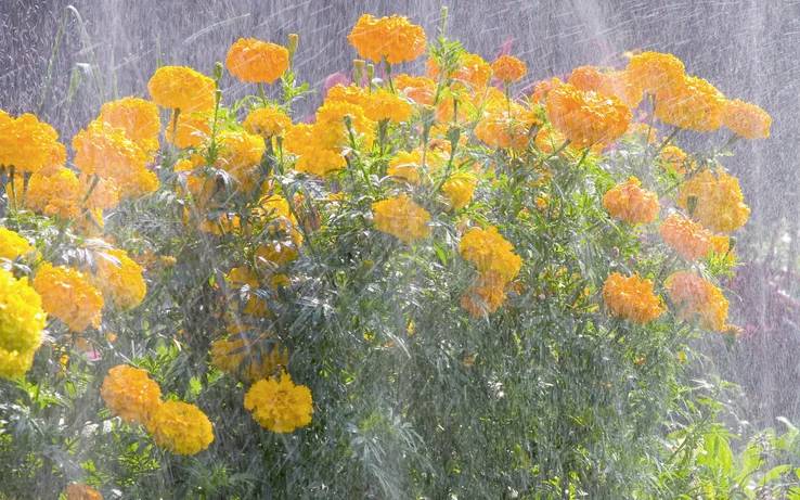 Des soucis oranges trempés par la pluie créent une scène vivante et fraîche, mettant en valeur la beauté de l'interaction entre la nature et le temps.