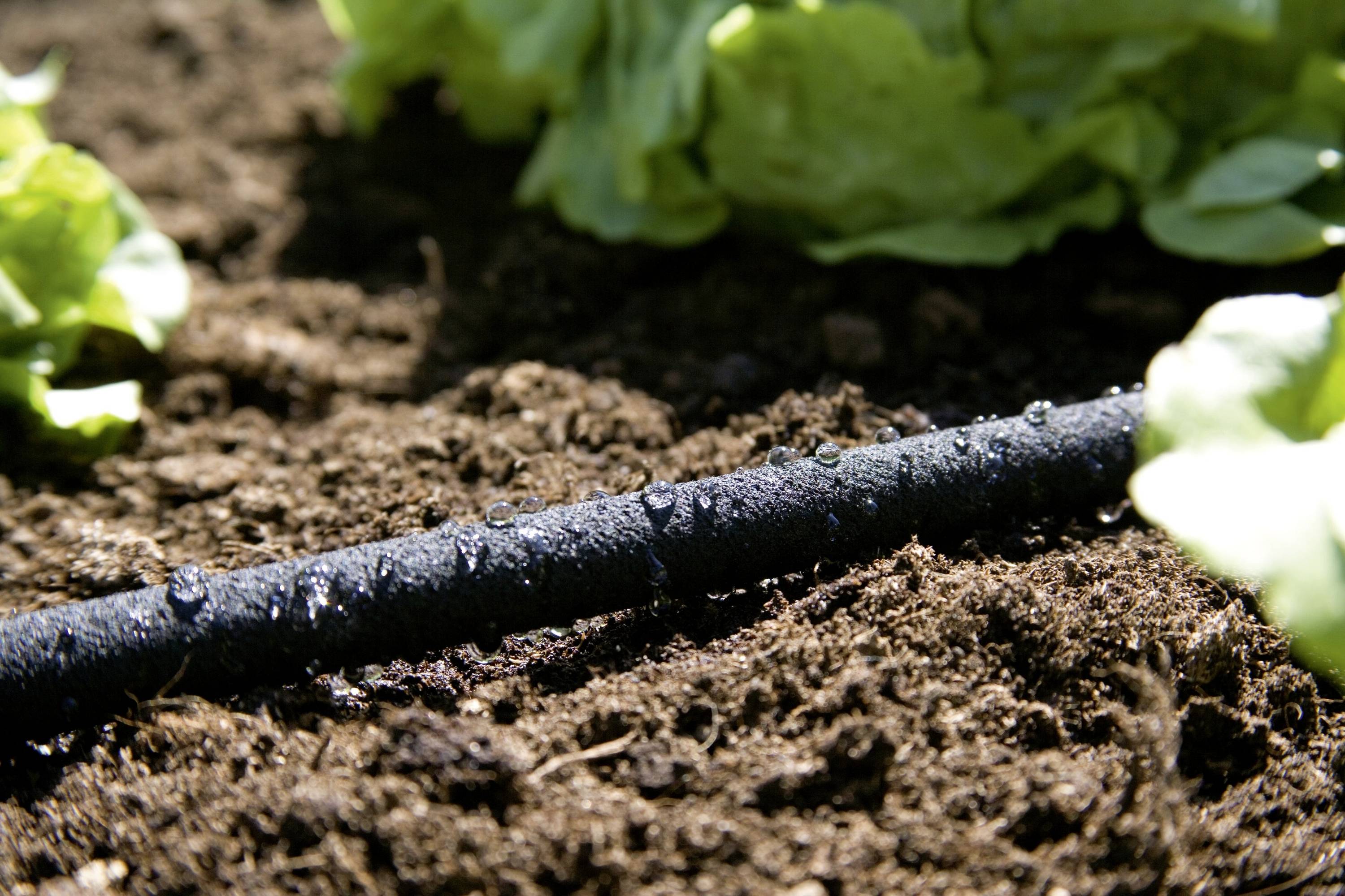 Un tuyau d'arrosage goutte de l'eau sur le sol dans un jardin. À l'arrière-plan, on aperçoit des feuilles vertes de plantes.