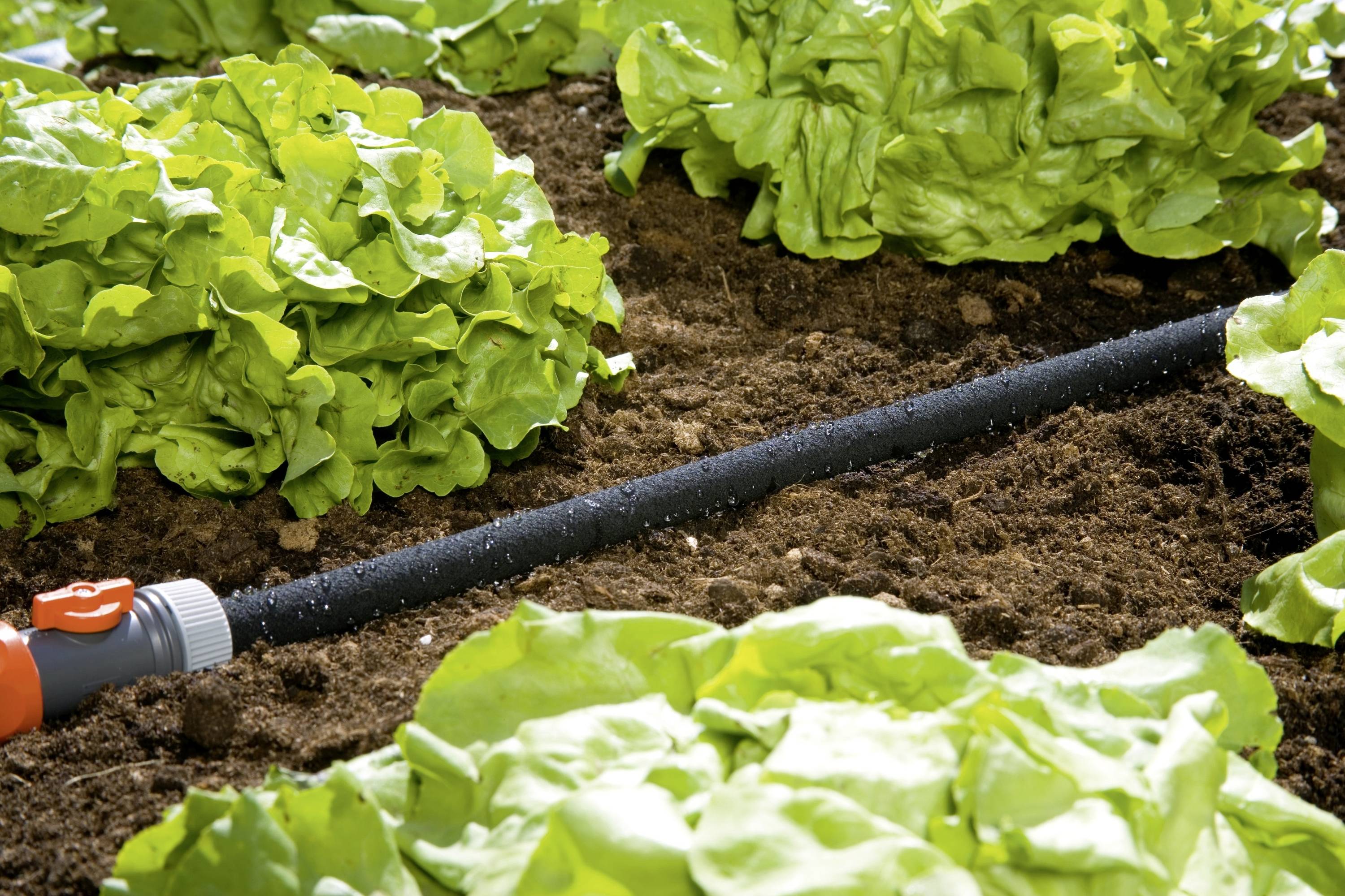Un jardin potager avec des rangées de laitue verte et un tuyau d'arrosage noir qui traverse la terre labourée.