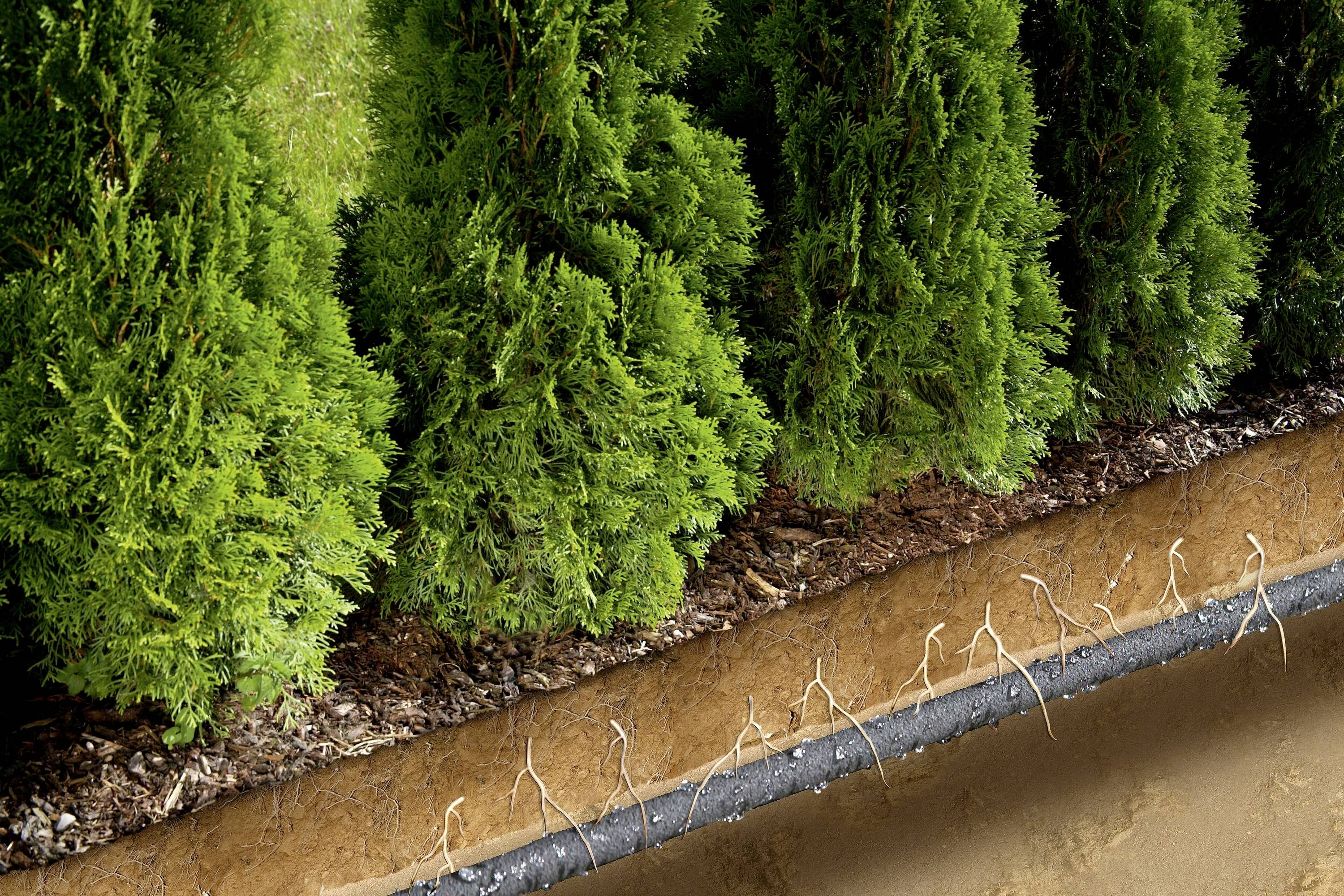 Une coupe transversale de la Terre et des plantes montrant les racines de buissons toujours verts poussant dans une couche de terre.