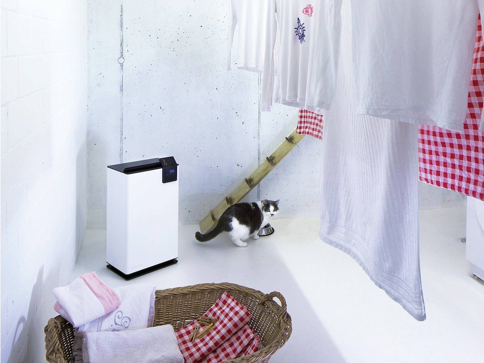 Sous-sol avec du linge suspendu, un déshumidificateur et un chat mangeant dans une gamelle. Un panier à linge est posé sur le sol.