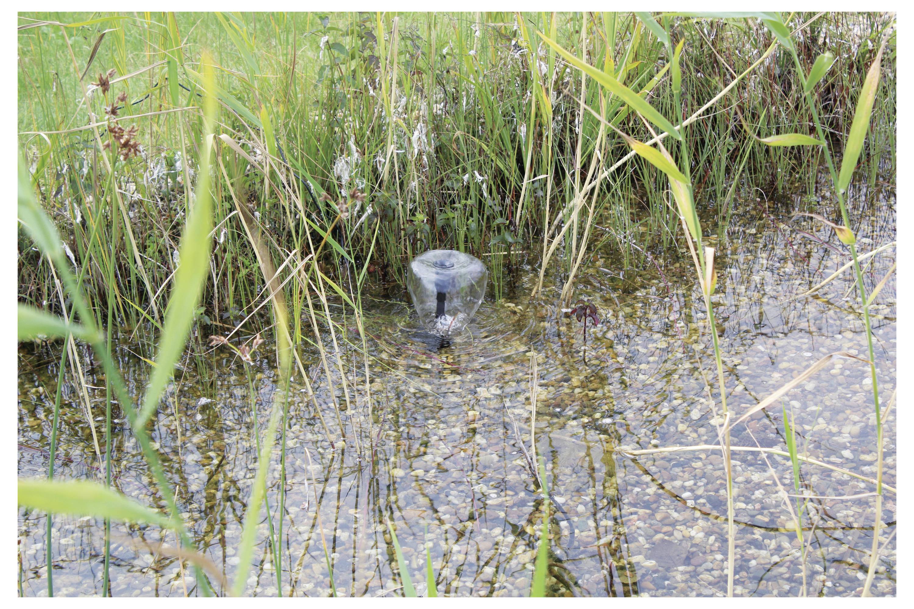 Petite fontaine gazouillant dans un étang entouré d'herbes hautes et de roseaux.
