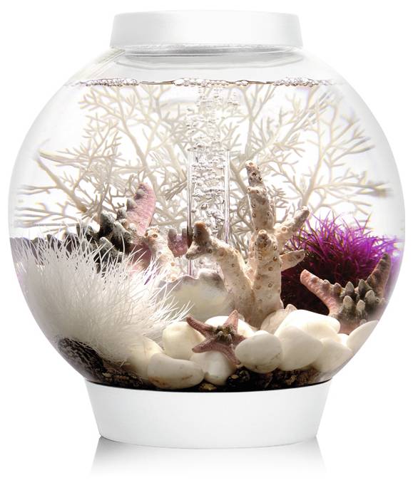 Un aquarium rond en verre avec du corail décoratif, des galets blancs et des touches de violet dans l'eau, présentant un aménagement aquatique intérieur.